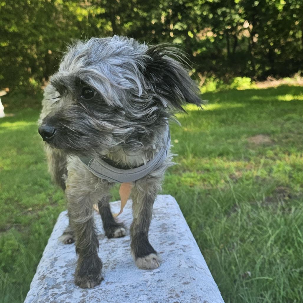 Bonito, a Adoptable mixed breed in Staten Island, NY image 5/5