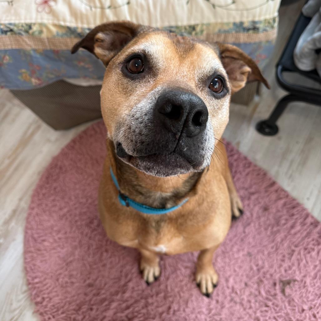 Brighton, Adoptable, Senior Male Black Mouth Cur & Pit Bull Terrier.