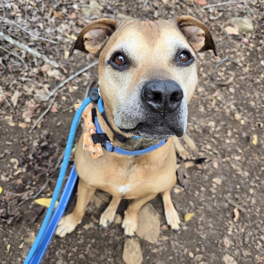 Brighton, Adoptable, Senior Male Black Mouth Cur & Pit Bull Terrier.