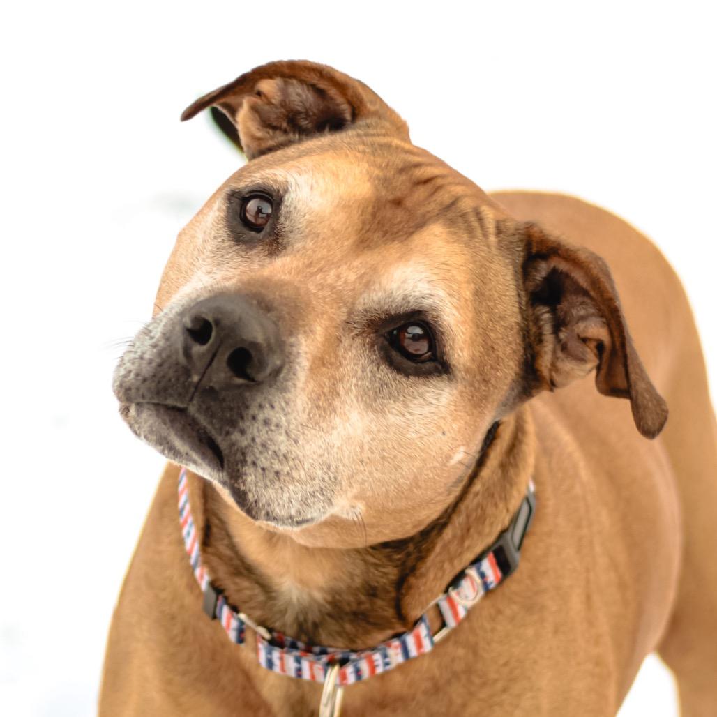 Enlarge Brighton, a Adoptable mixed breed in Spring Hill, KS image 1/6