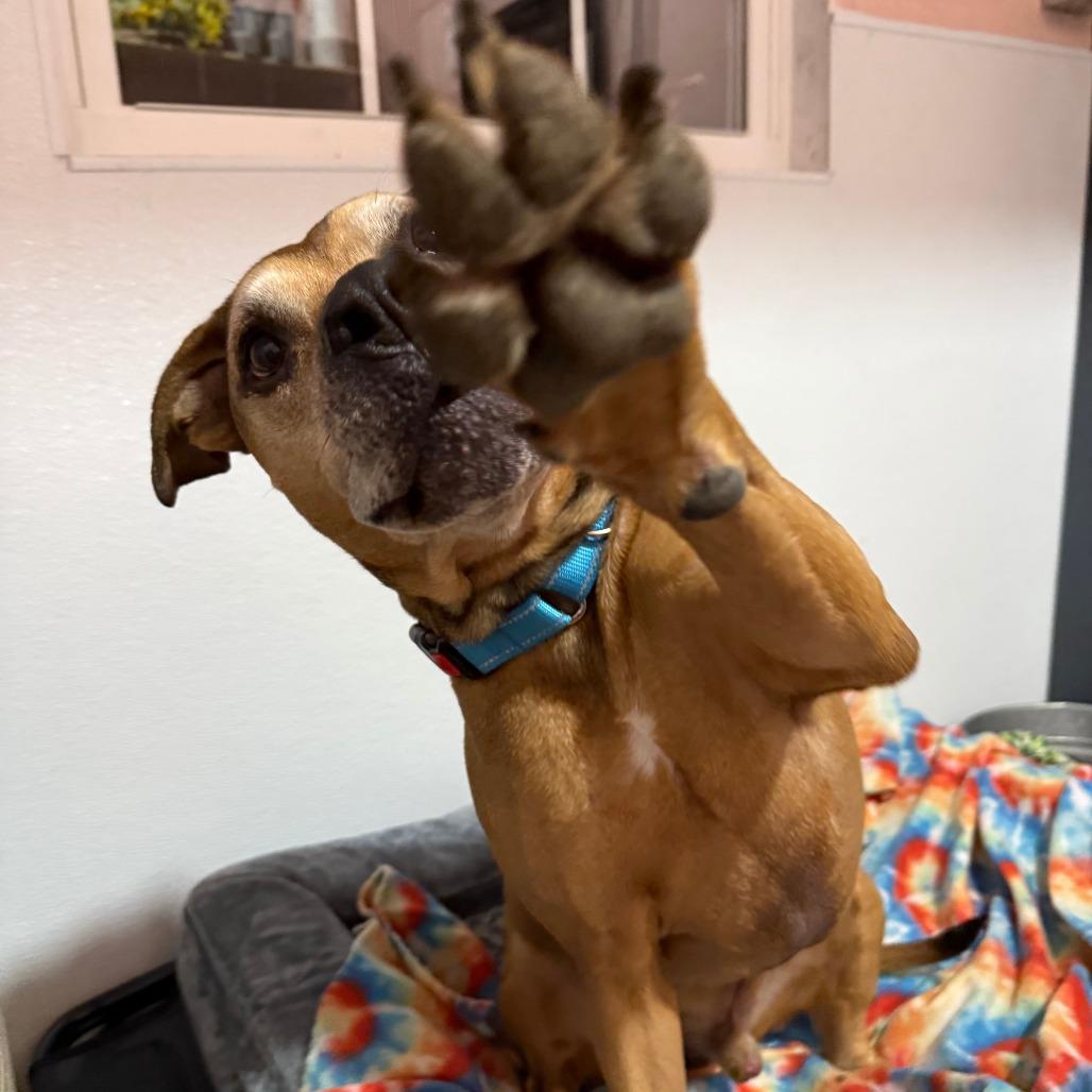 Enlarge Brighton, a Adoptable mixed breed in Spring Hill, KS image 2/6