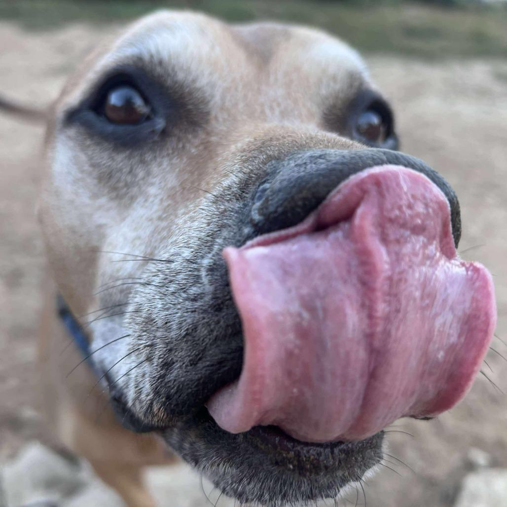 Enlarge Brighton, a Adoptable mixed breed in Spring Hill, KS image 4/6