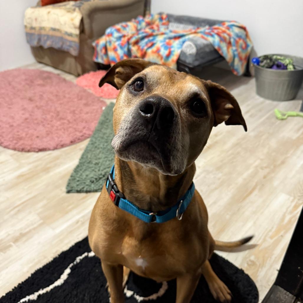 Enlarge Brighton, a Adoptable mixed breed in Spring Hill, KS image 5/6