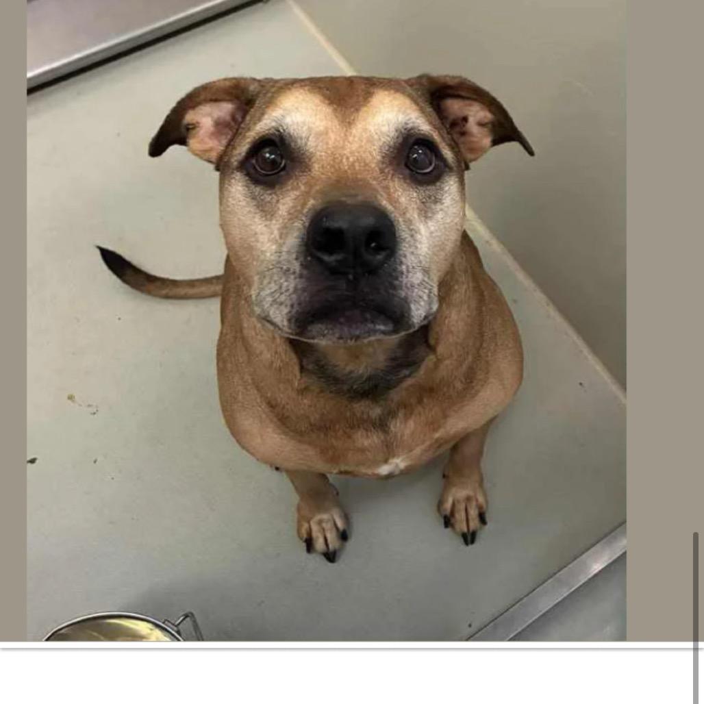 Enlarge Brighton, a Adoptable mixed breed in Spring Hill, KS image 6/6