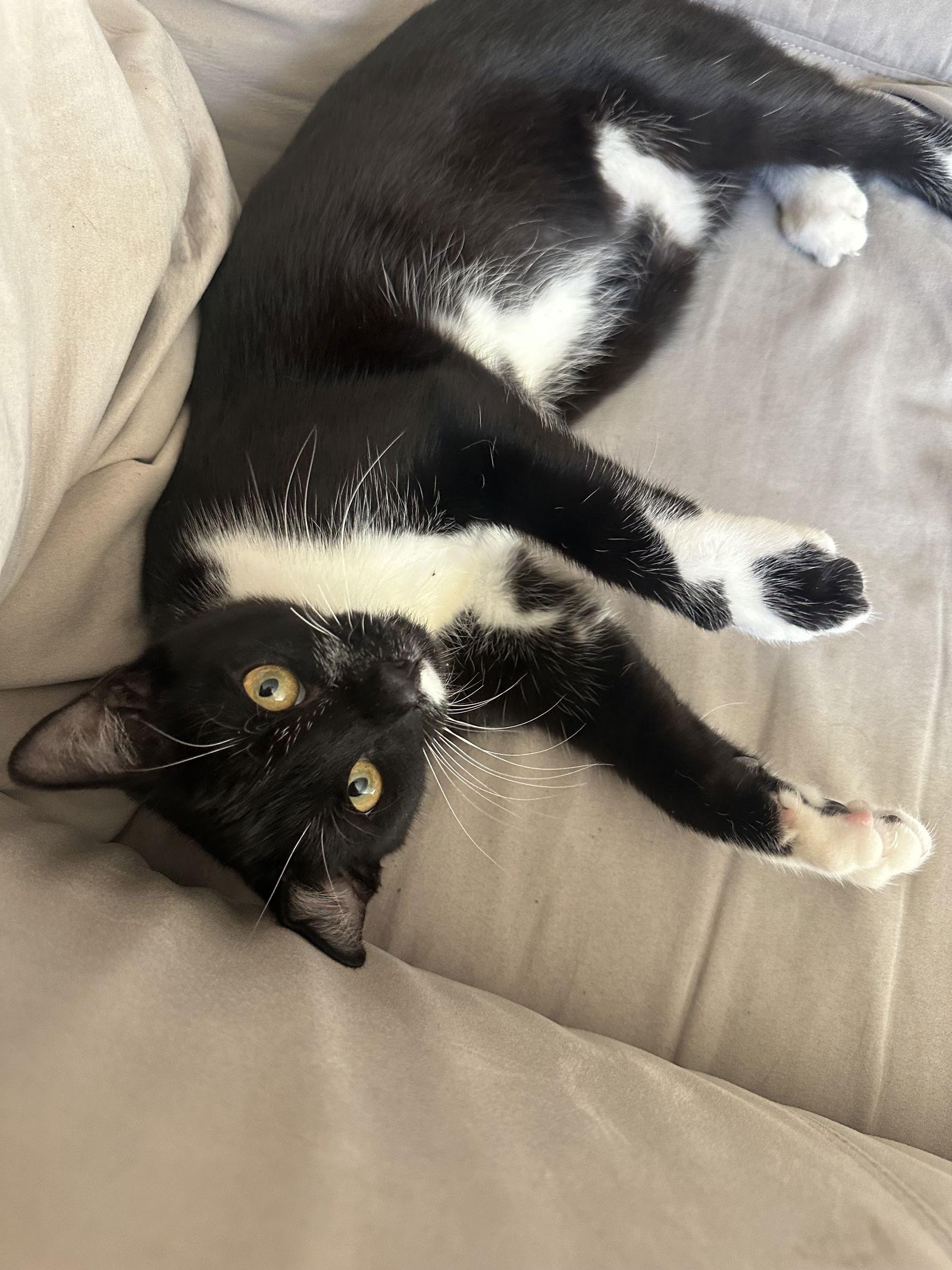 Tenor, Adoptable, Young Male Tuxedo.