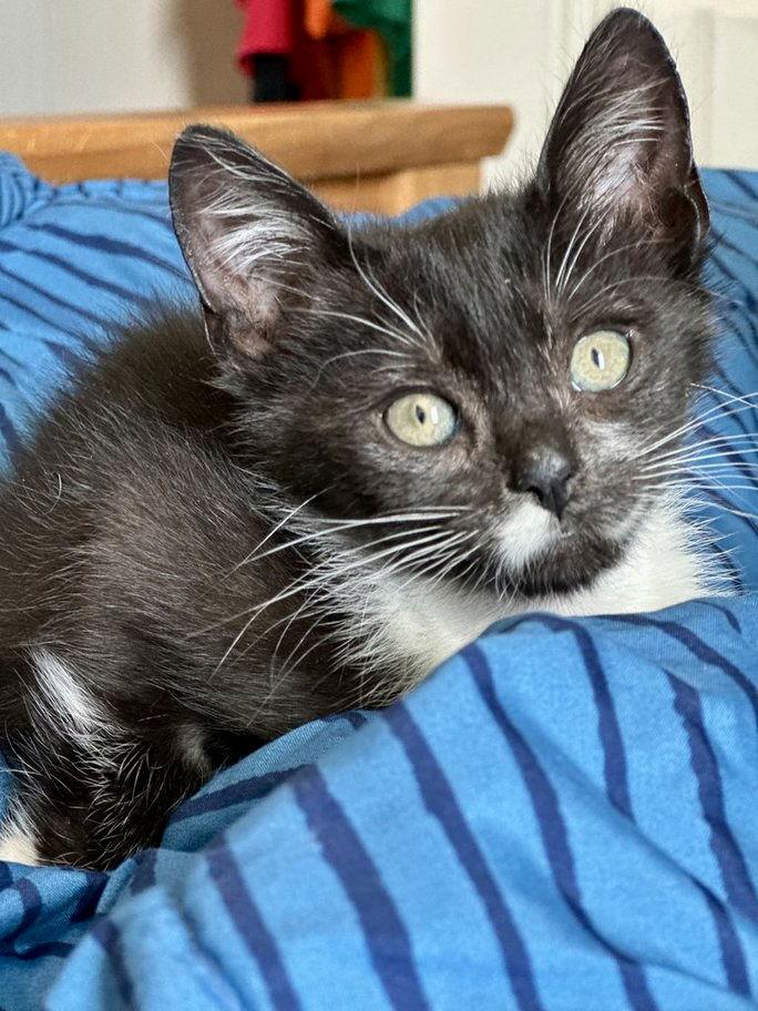 Enlarge Tenor, a Adoptable Tuxedo in Ball Ground, GA image 2/3