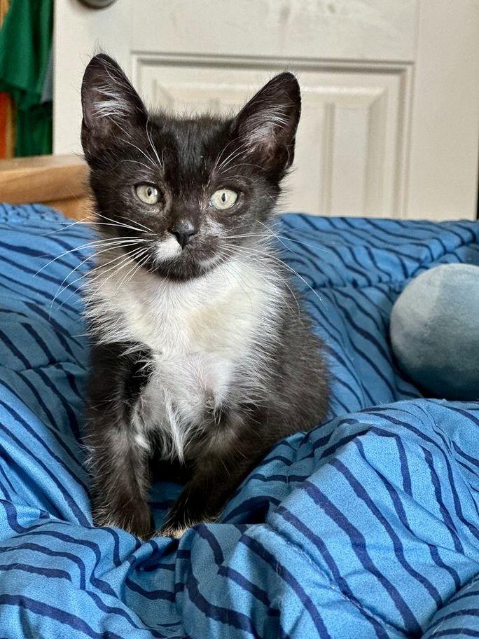 Enlarge Tenor, a Adoptable Tuxedo in Ball Ground, GA image 3/3
