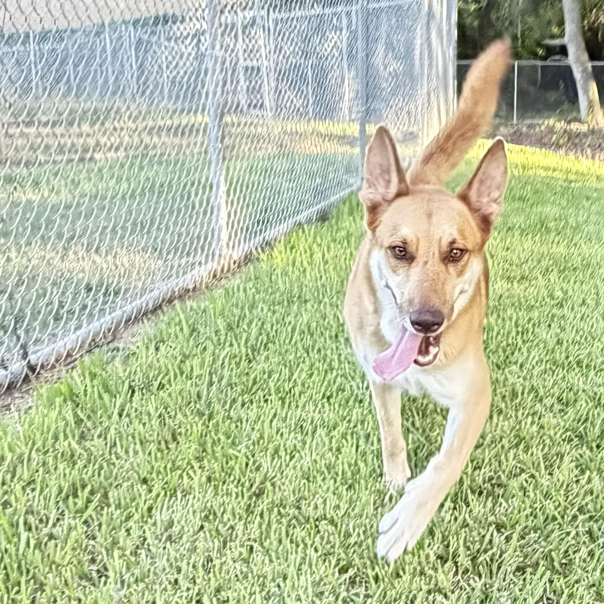 Enlarge Copper, a Adoptable mixed breed in Allentown, PA image 5/6