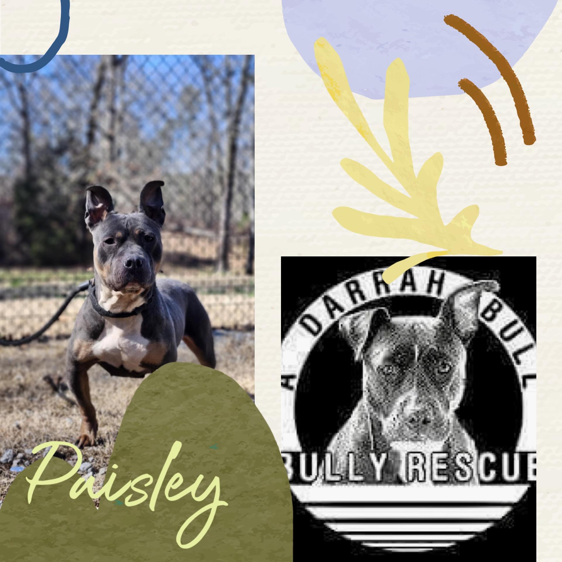 Paisley, Adult Female unknown