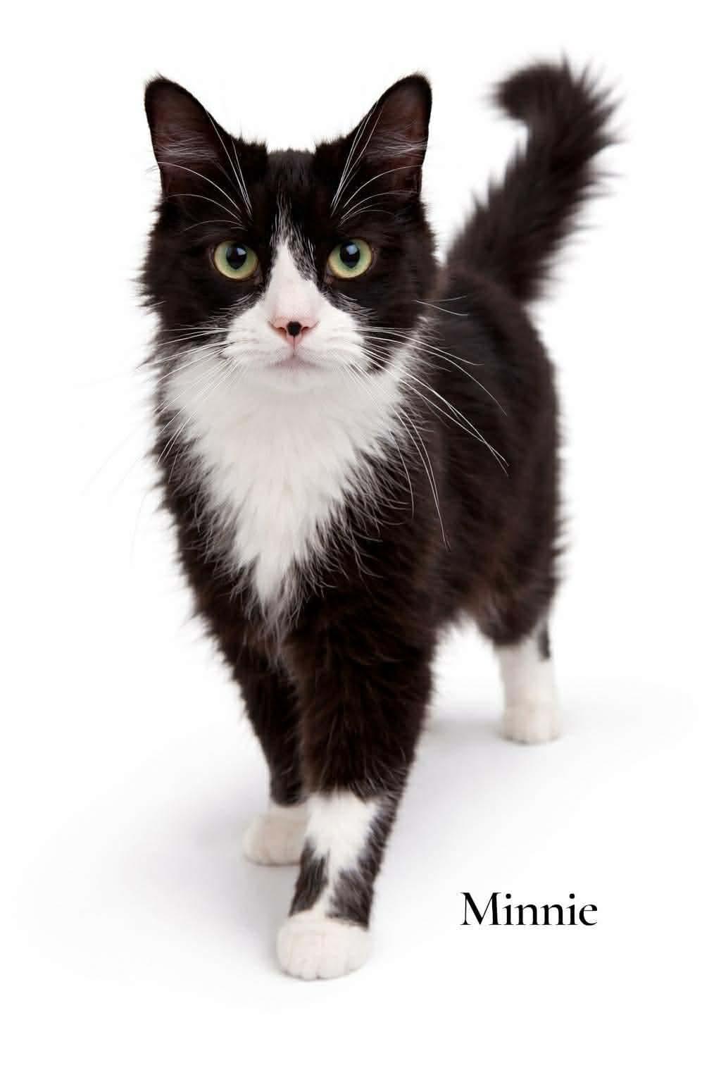Minnie, ADOPTABLE, Adult Female Domestic Long Hair.
