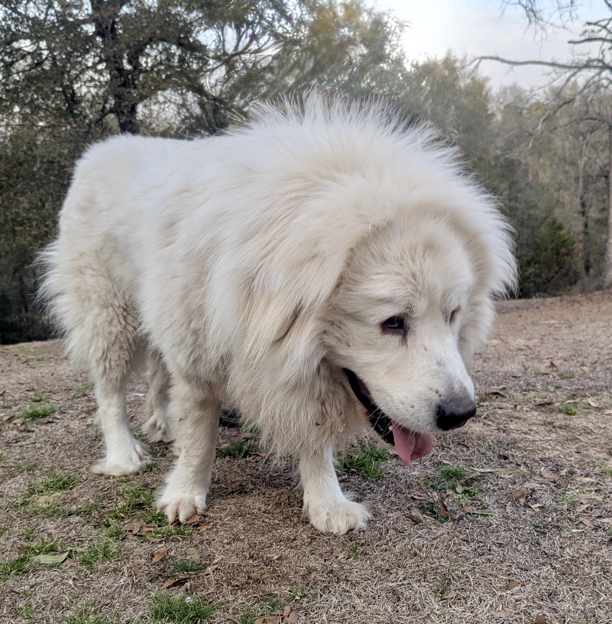 GRIZZLY — thumbnail 3