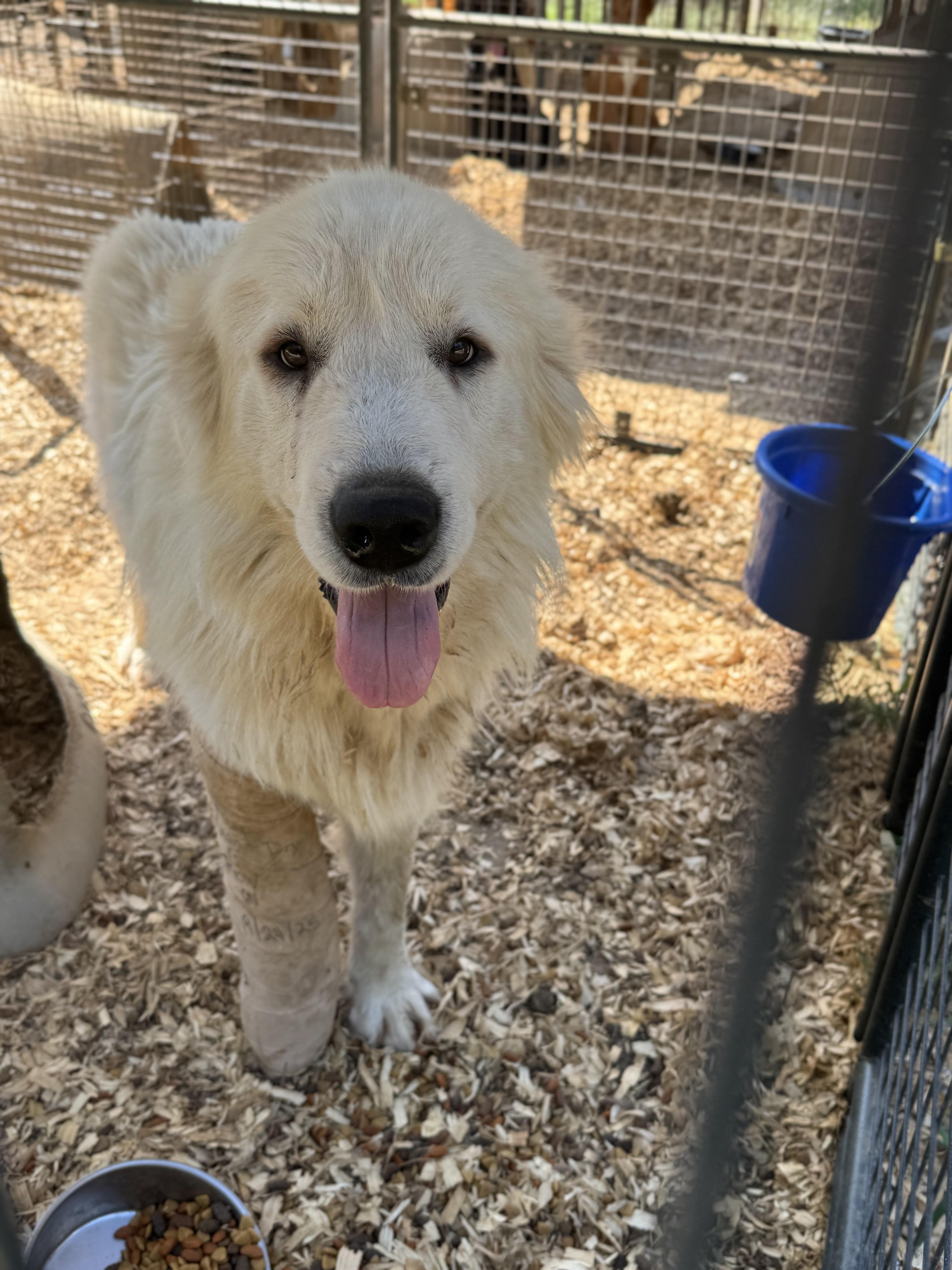 GRIZZLY — thumbnail 6