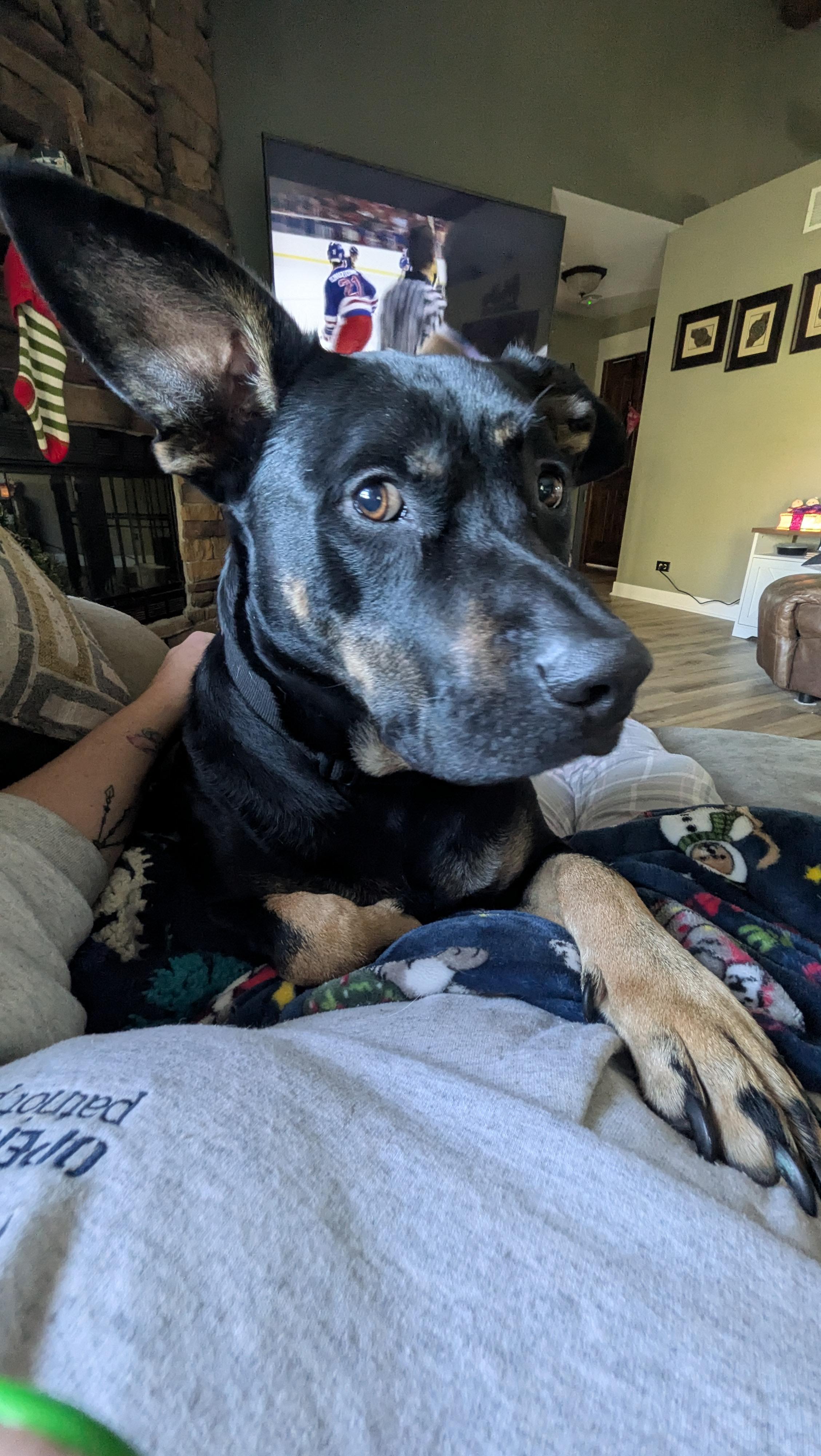 Enlarge Choco, a Adoptable mixed breed in Manteno, IL image 3/5