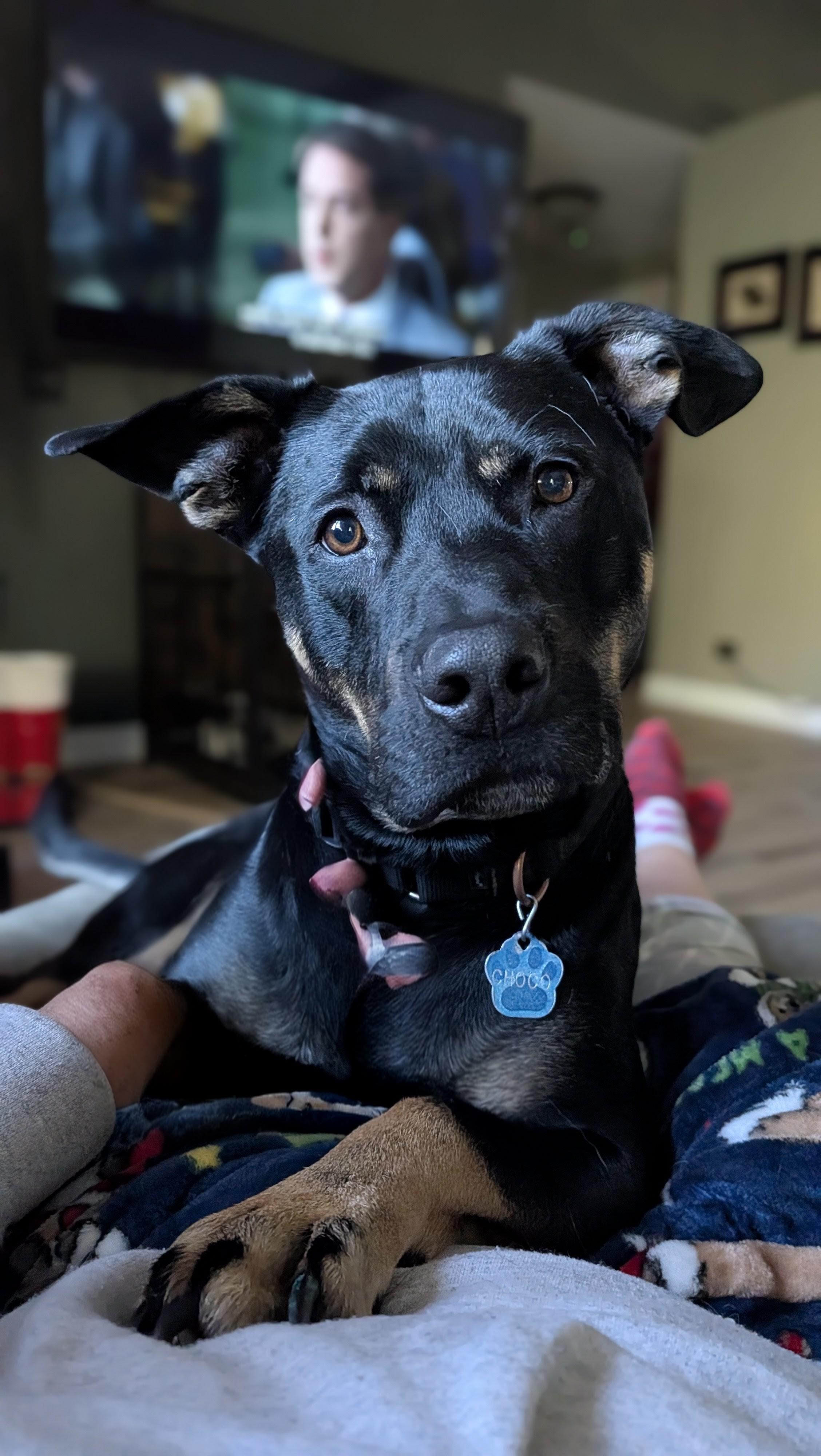 Enlarge Choco, a Adoptable mixed breed in Manteno, IL image 1/5