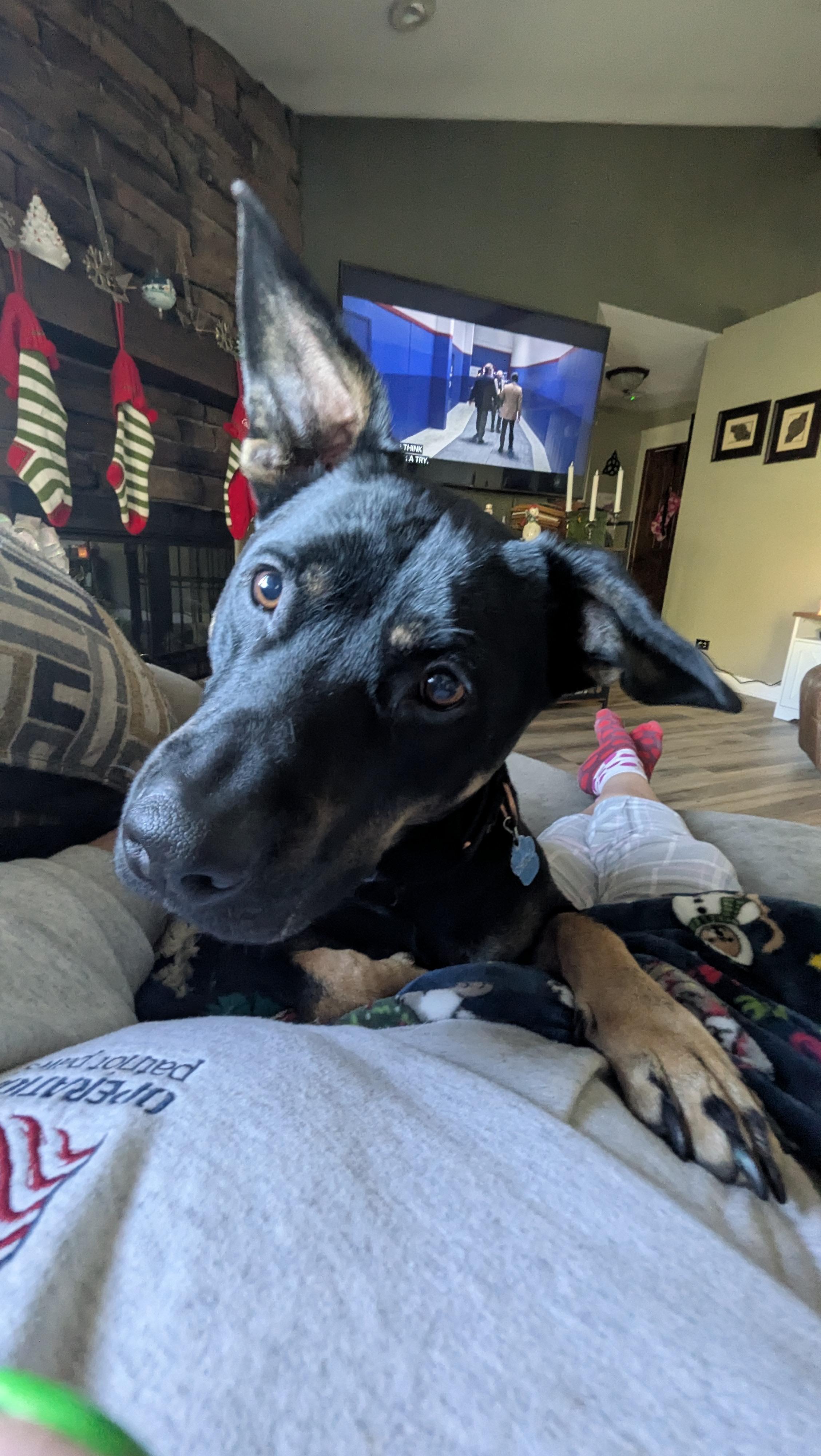 Enlarge Choco, a Adoptable mixed breed in Manteno, IL image 4/5