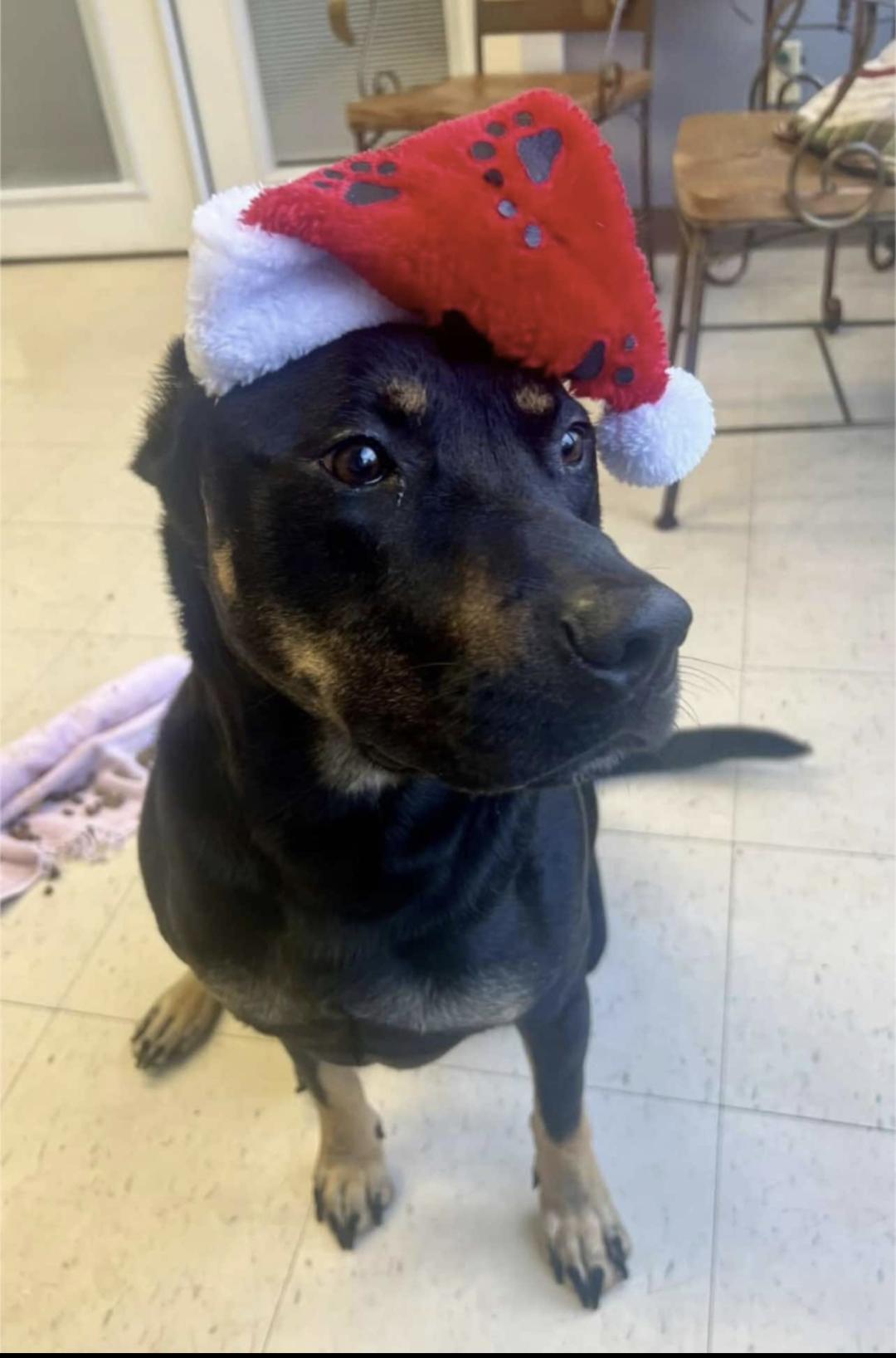 Enlarge Choco, a Adoptable mixed breed in Manteno, IL image 2/5