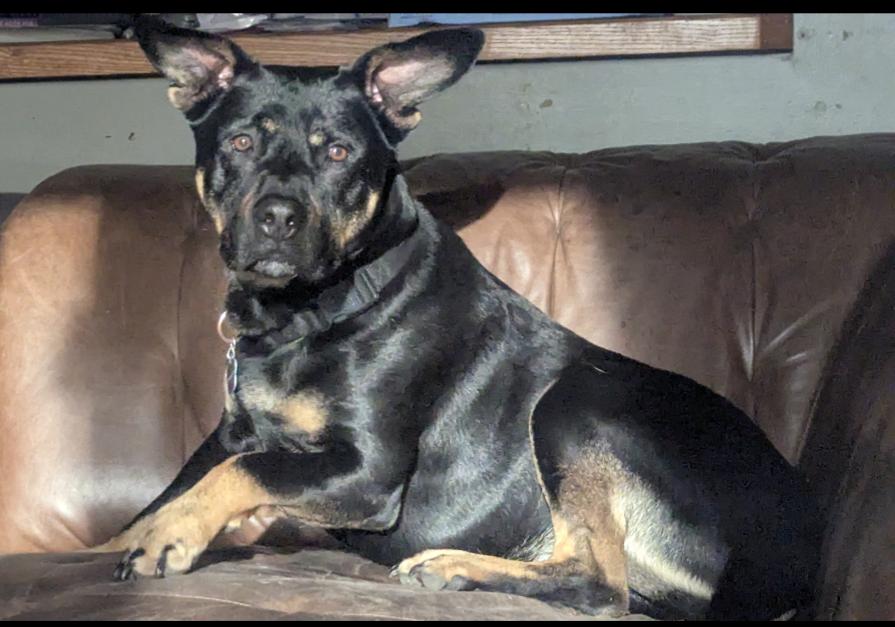 Choco, Adult Male Rottweiler