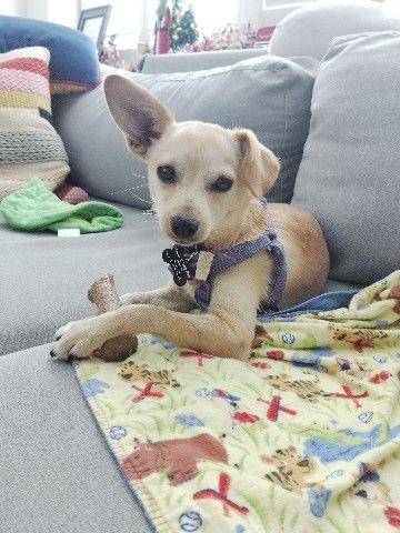 Phoebe -available for adoption , adopted, Puppy Female Chihuahua.