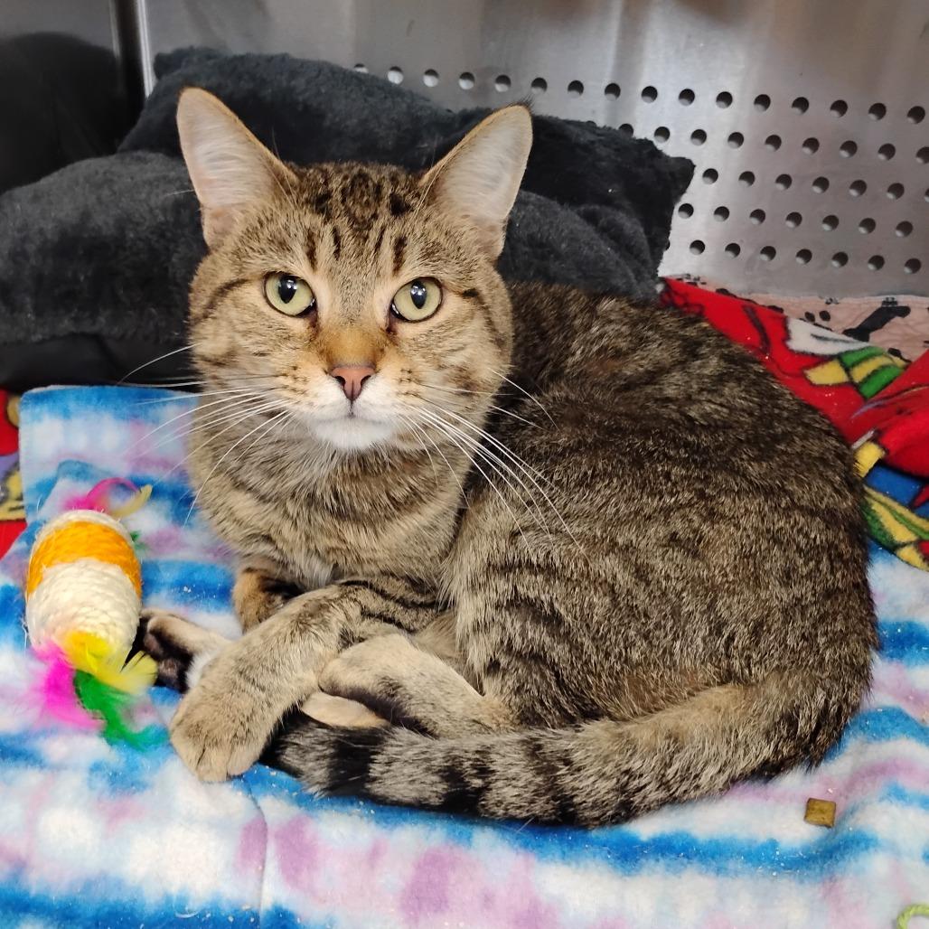 Leo, Adoptable, Adult Male Domestic Short Hair.