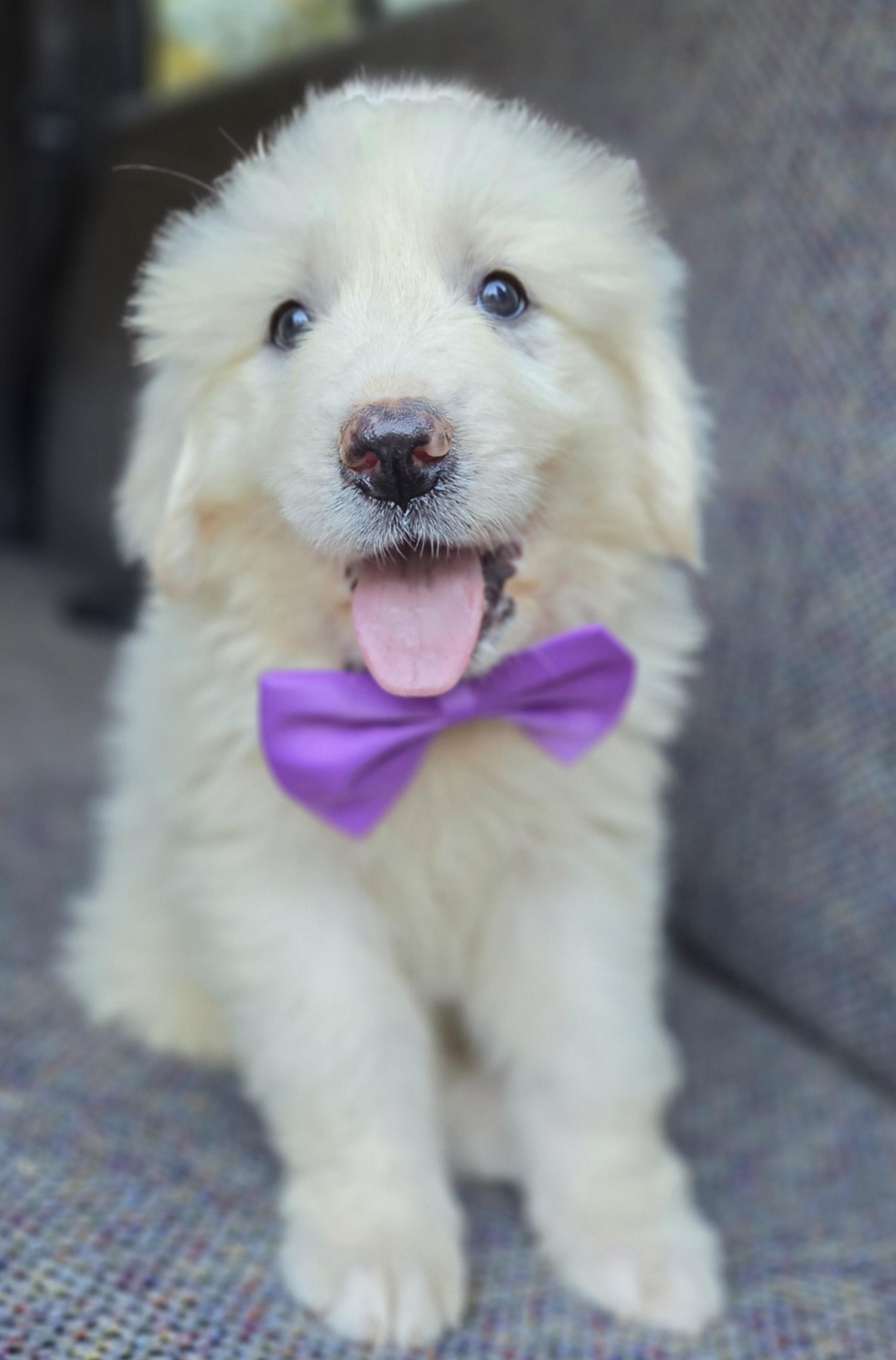 Enlarge Sage, a Adoptable Great Pyrenees in Charlotte , NC image 3/6