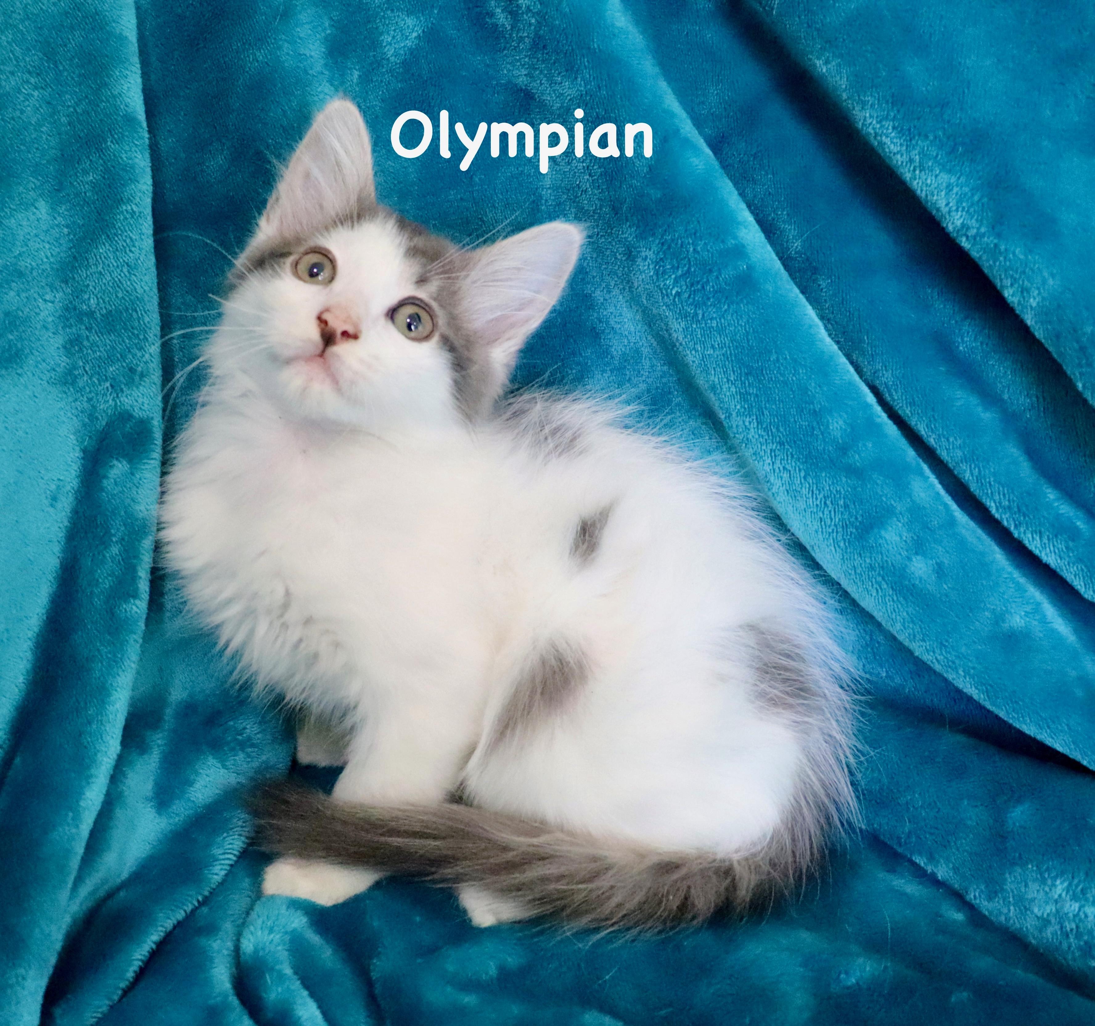 Enlarge Olympian, an adopted mixed breed in Saint Augustine, FL image 1/6