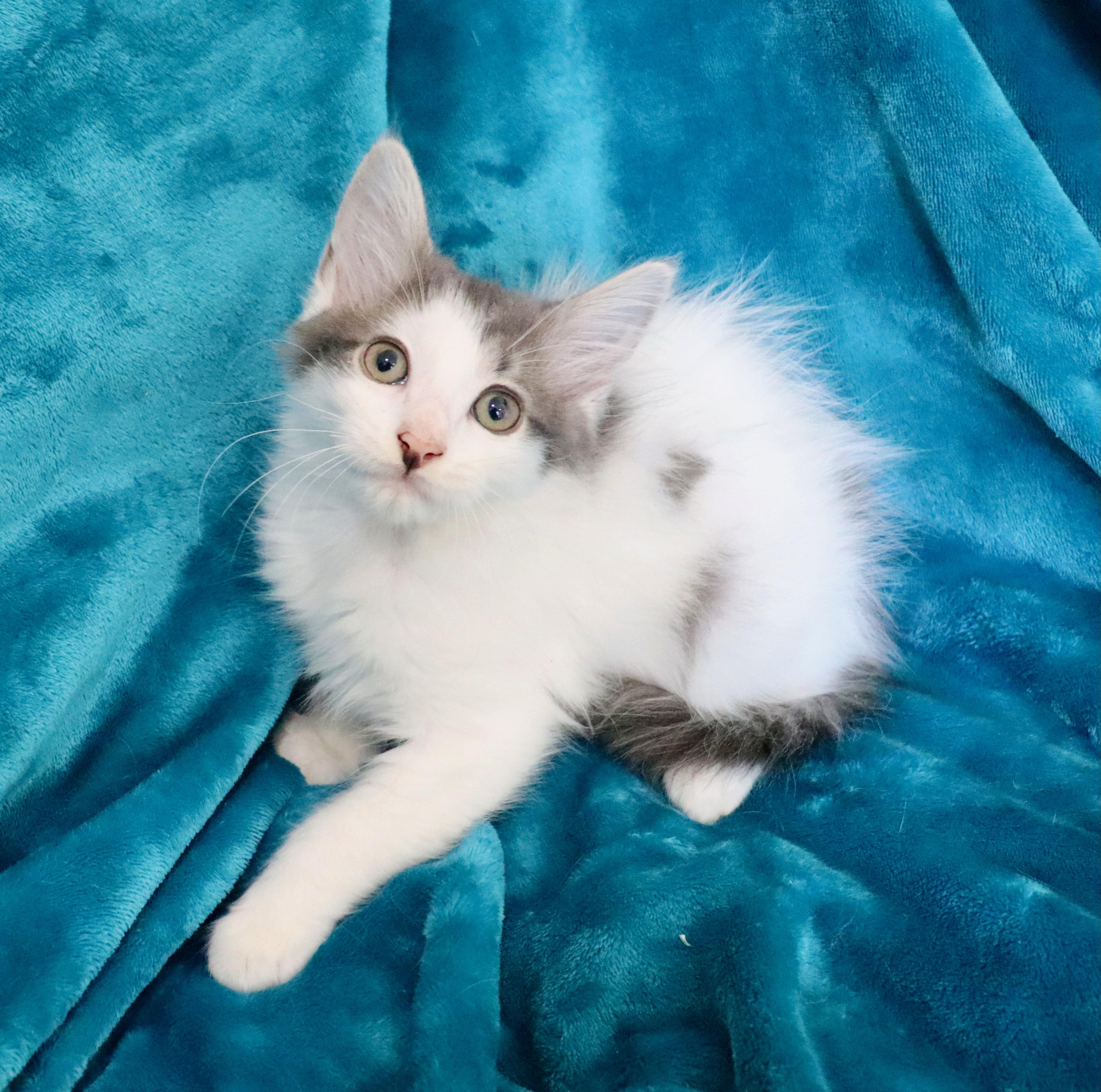 Enlarge Olympian, an adopted mixed breed in Saint Augustine, FL image 6/6