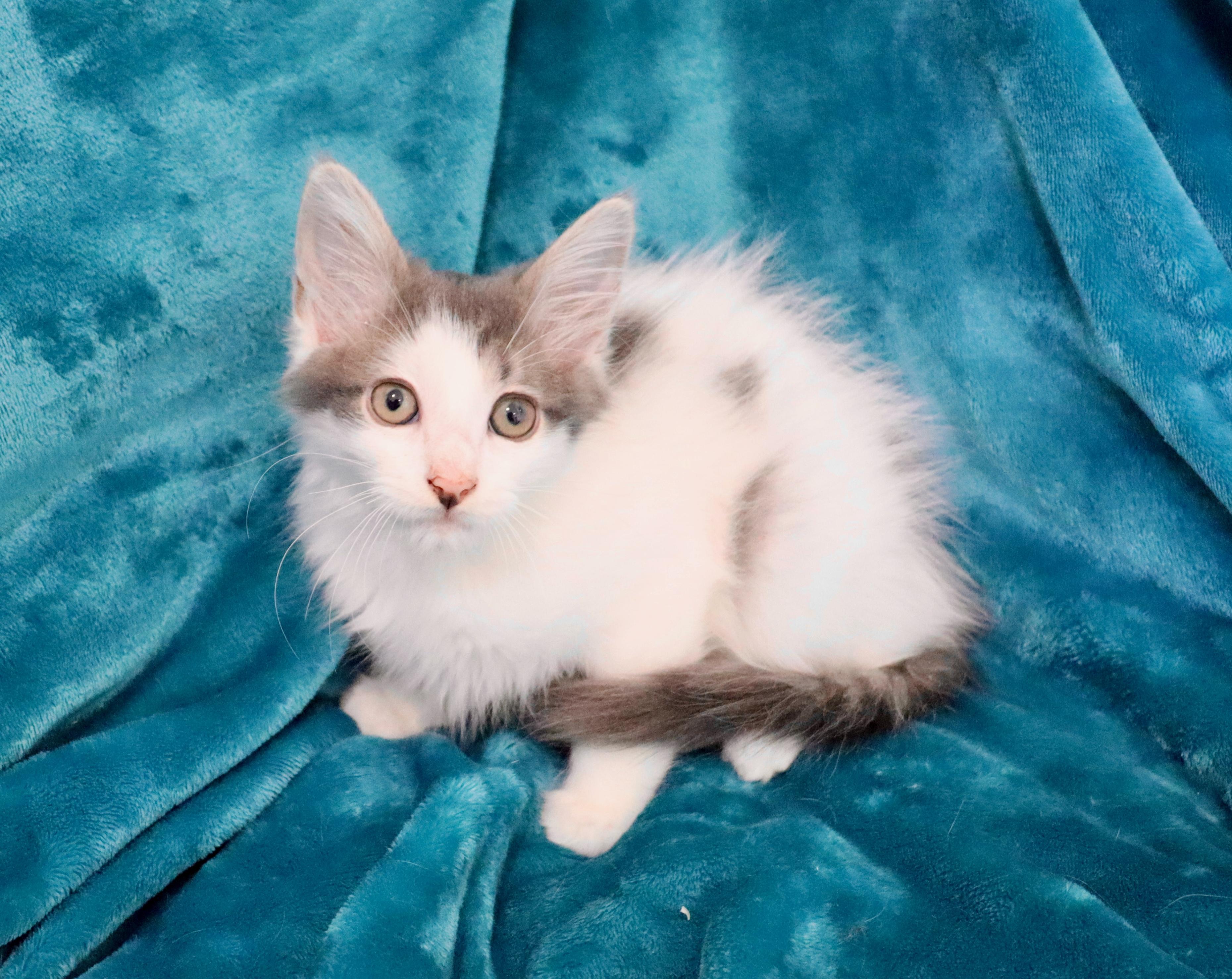 Enlarge Olympian, an adopted mixed breed in Saint Augustine, FL image 5/6