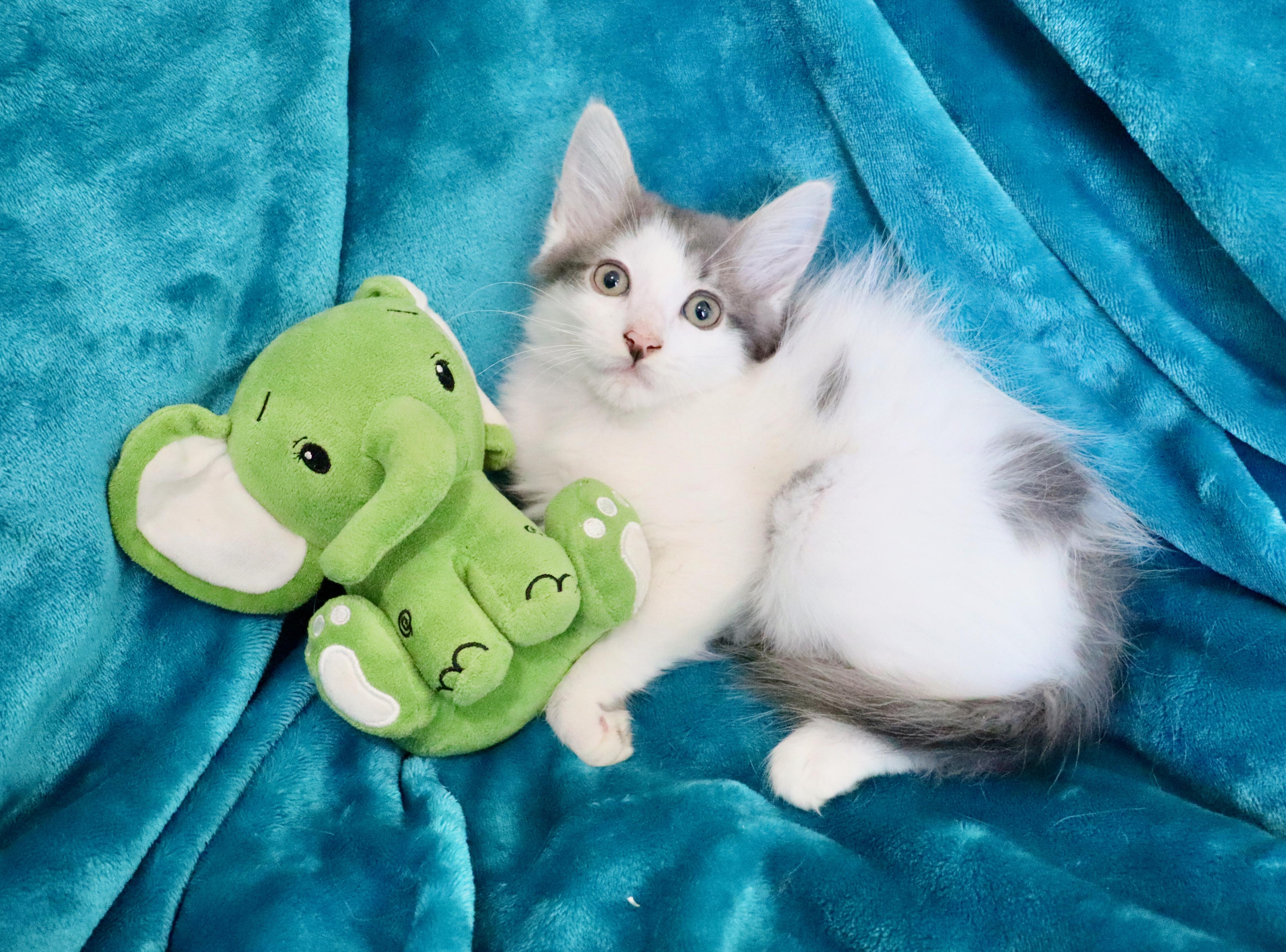 Enlarge Olympian, an adopted mixed breed in Saint Augustine, FL image 2/6