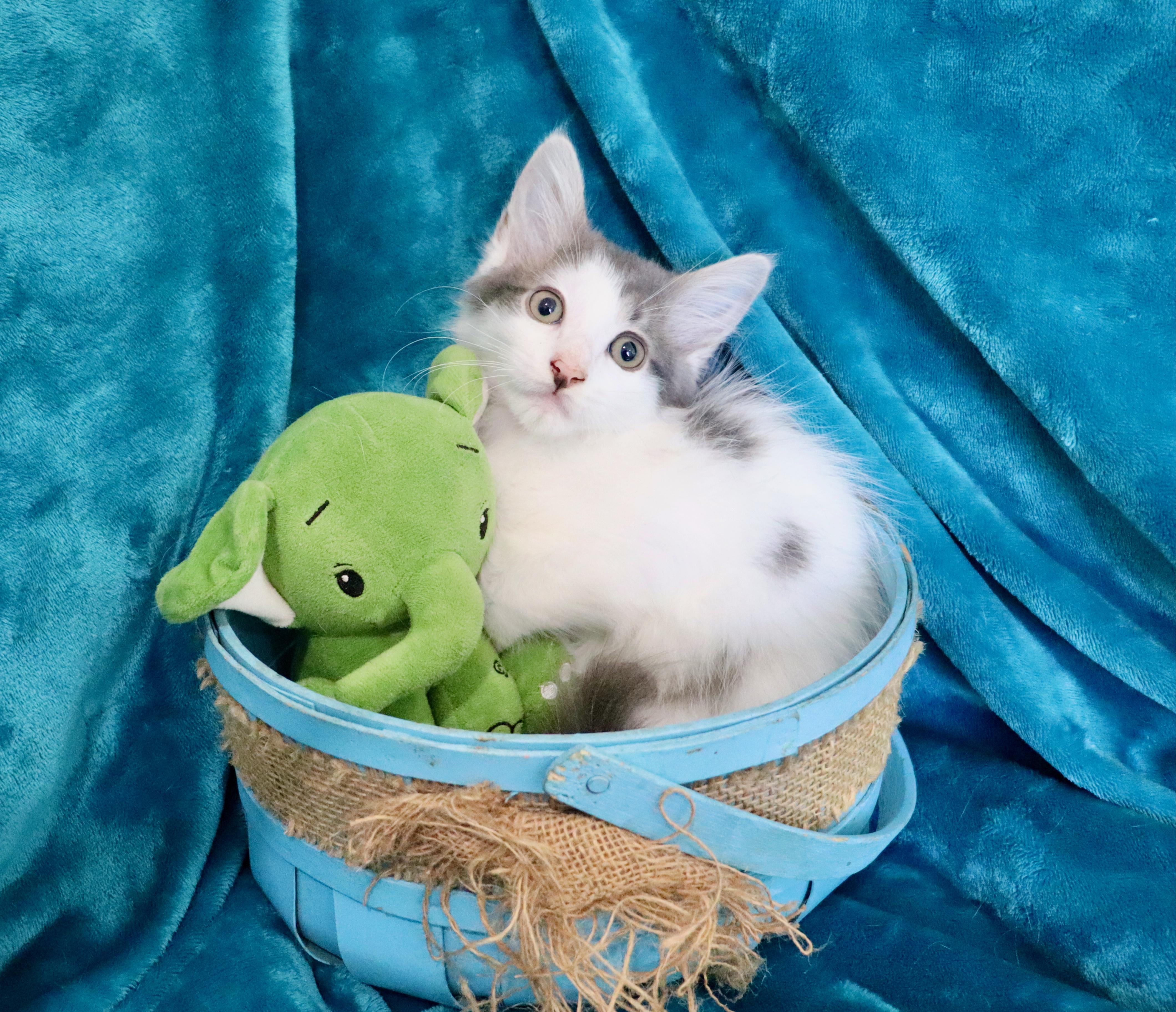 Enlarge Olympian, an adopted mixed breed in Saint Augustine, FL image 4/6