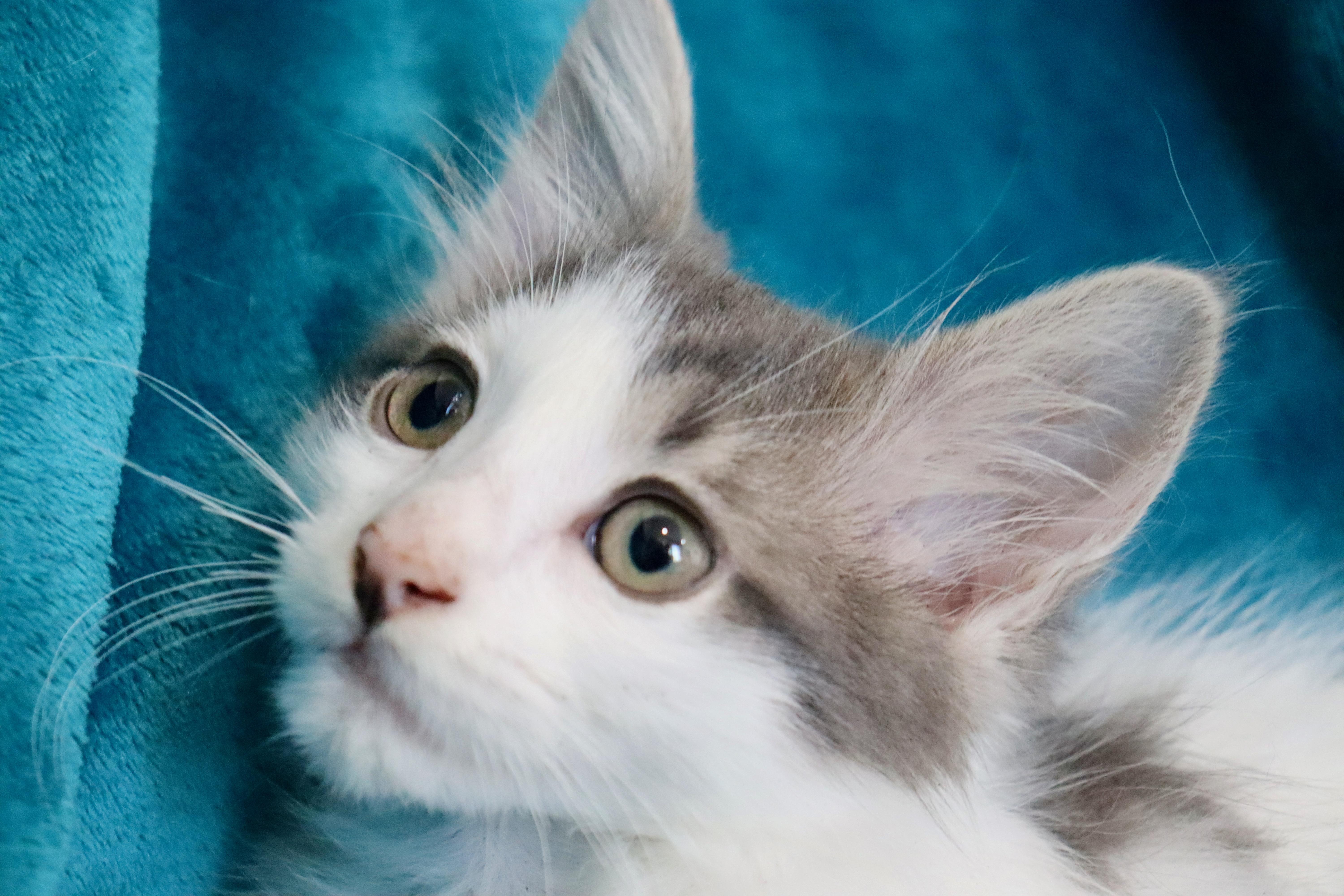 Enlarge Olympian, an adopted mixed breed in Saint Augustine, FL image 3/6