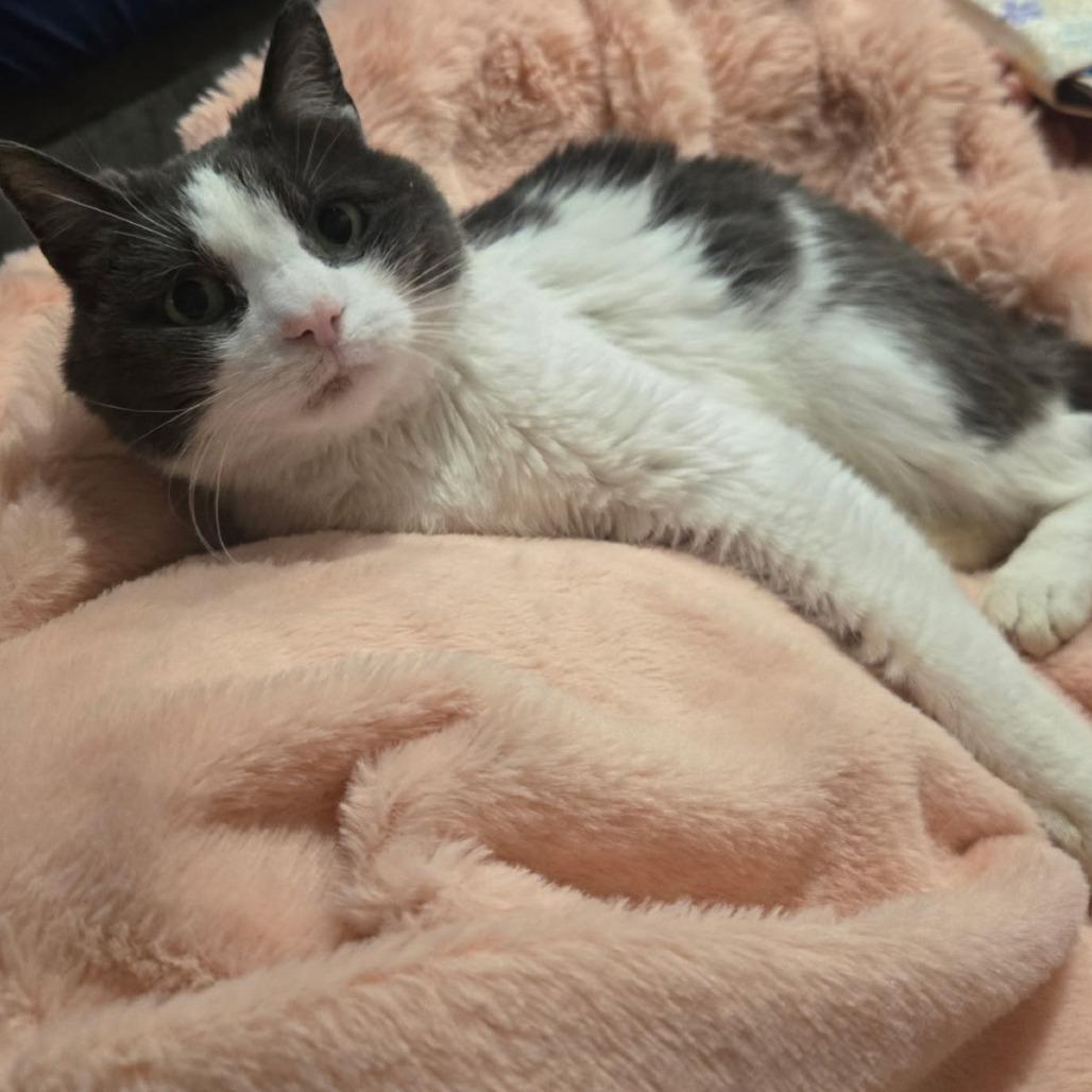 Enlarge Tater Tot, a Adoptable Domestic Medium Hair in Bel Air, MD image 1/4