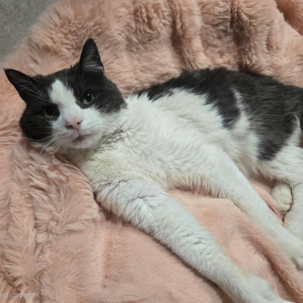 Enlarge Tater Tot, a Adoptable Domestic Medium Hair in Bel Air, MD image 2/4