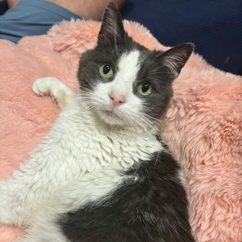 Enlarge Tater Tot, a Adoptable Domestic Medium Hair in Bel Air, MD image 3/4