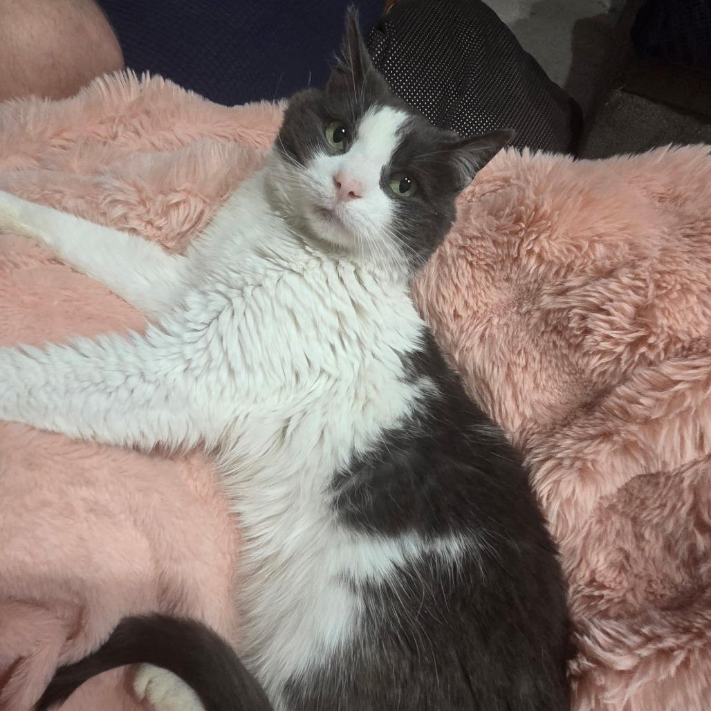 Enlarge Tater Tot, a Adoptable Domestic Medium Hair in Bel Air, MD image 4/4