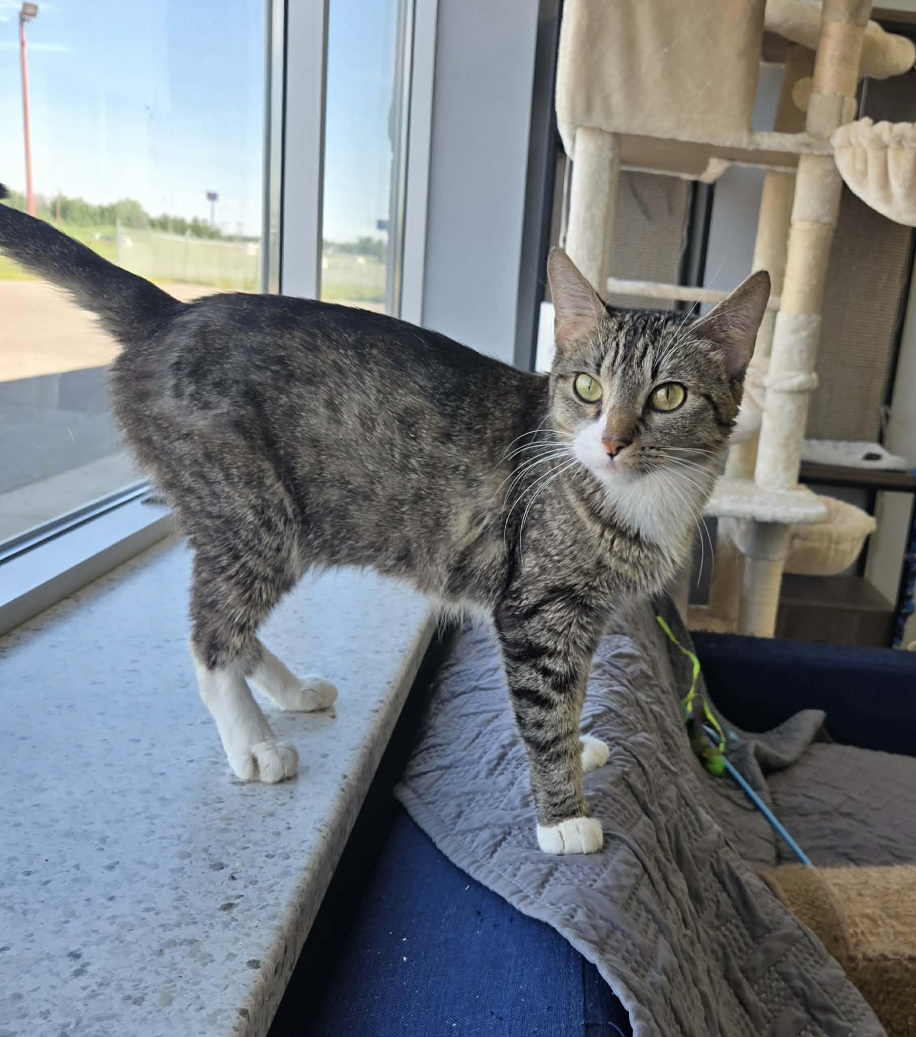 Enlarge Crepe, a ADOPTABLE Domestic Short Hair in Blaine, MN image 1/1