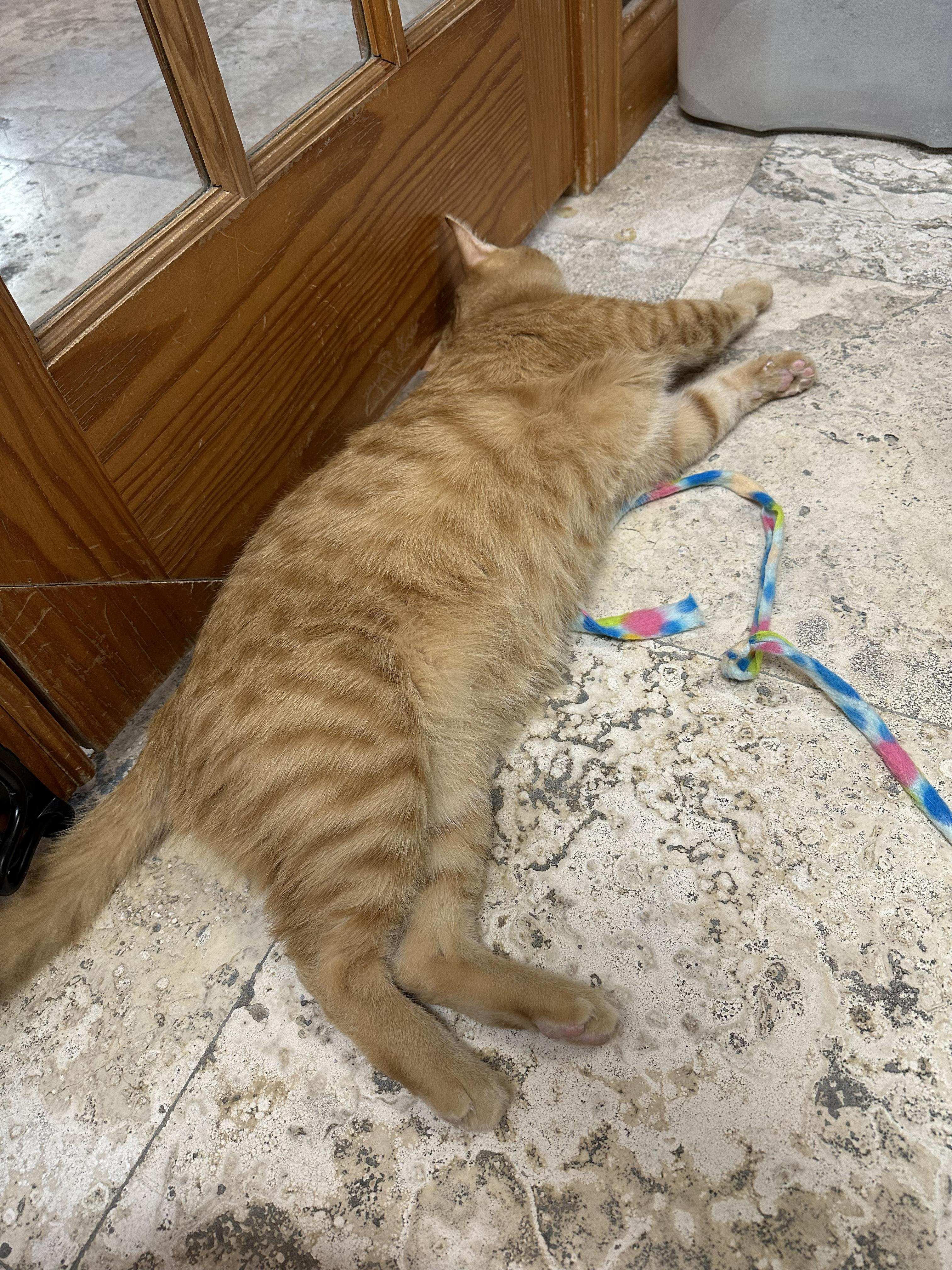 Frey, an adoptable Domestic Short Hair in Crystal Lake, IL image 5/6