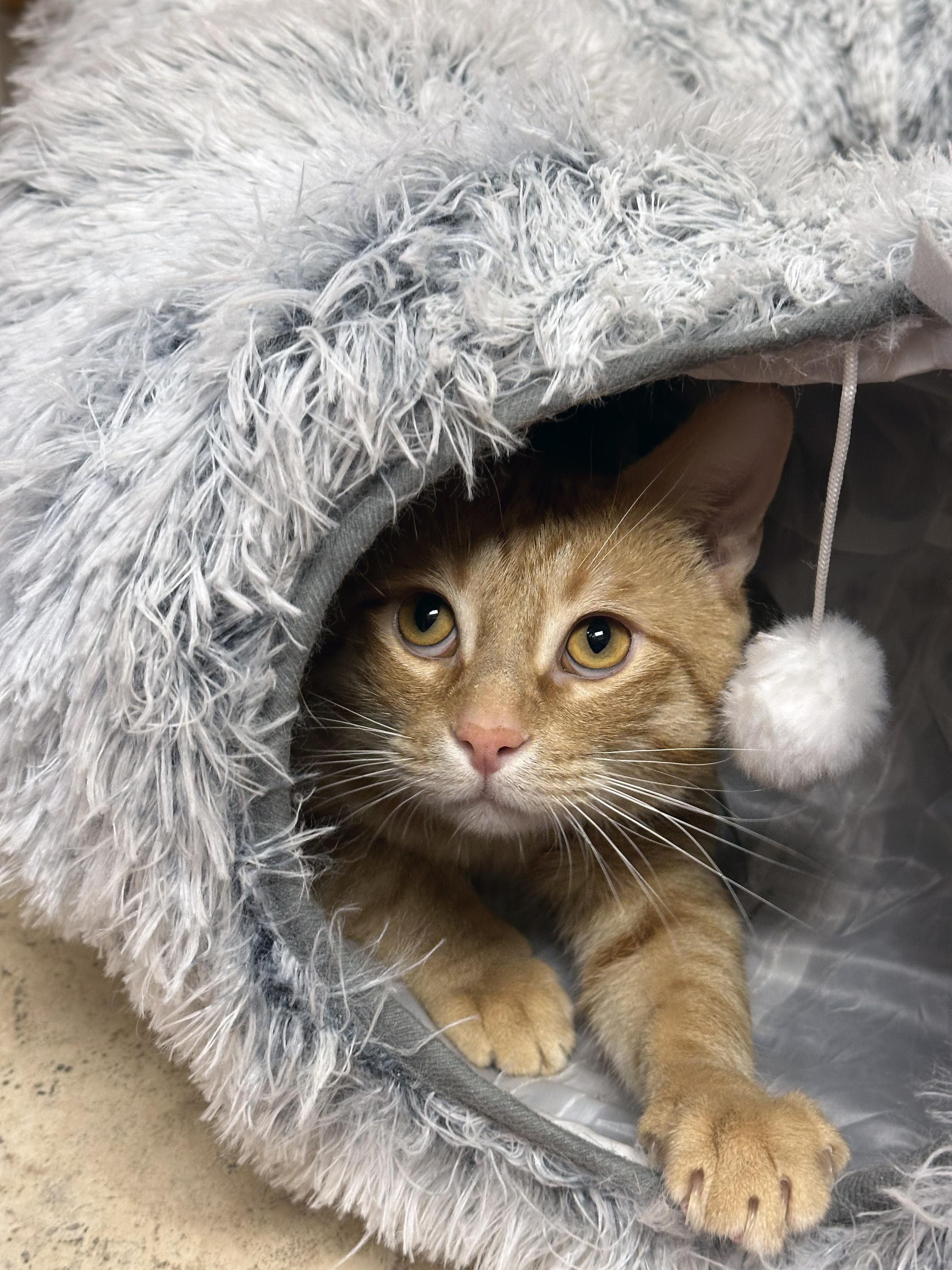 Frey, an adoptable Domestic Short Hair in Crystal Lake, IL image 4/6