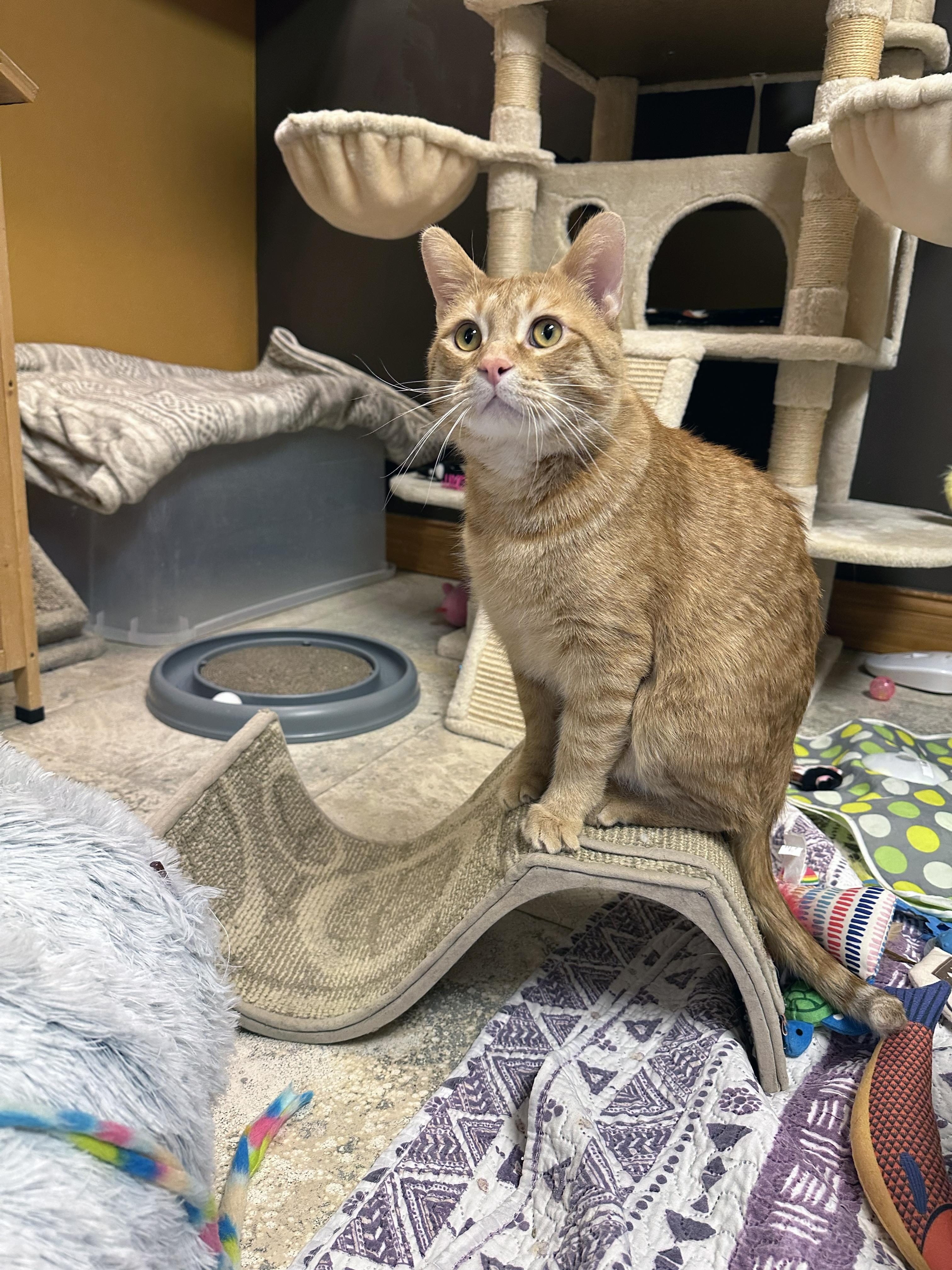 Frey, an adoptable Domestic Short Hair in Crystal Lake, IL image 3/6