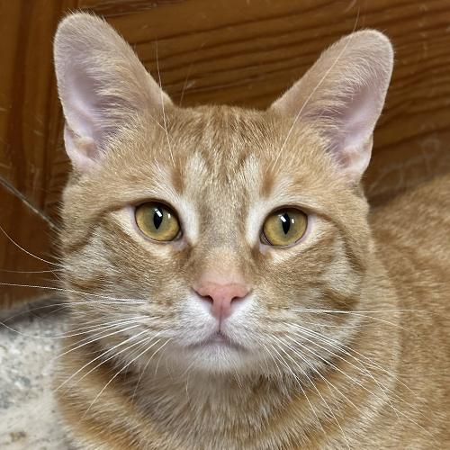 Frey, adoptable, Adult Male Domestic Short Hair.