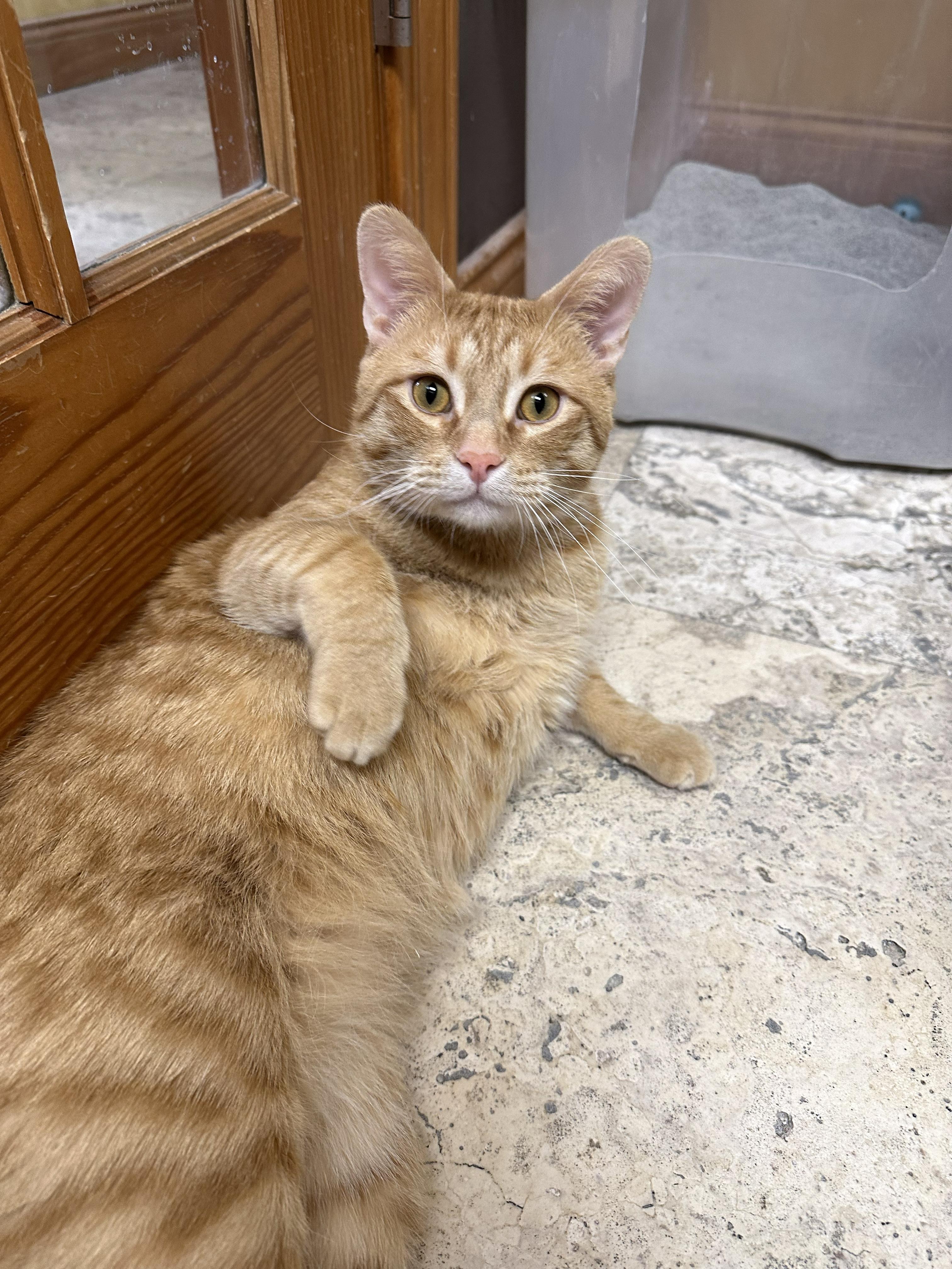 Frey, an adoptable Domestic Short Hair in Crystal Lake, IL image 2/6