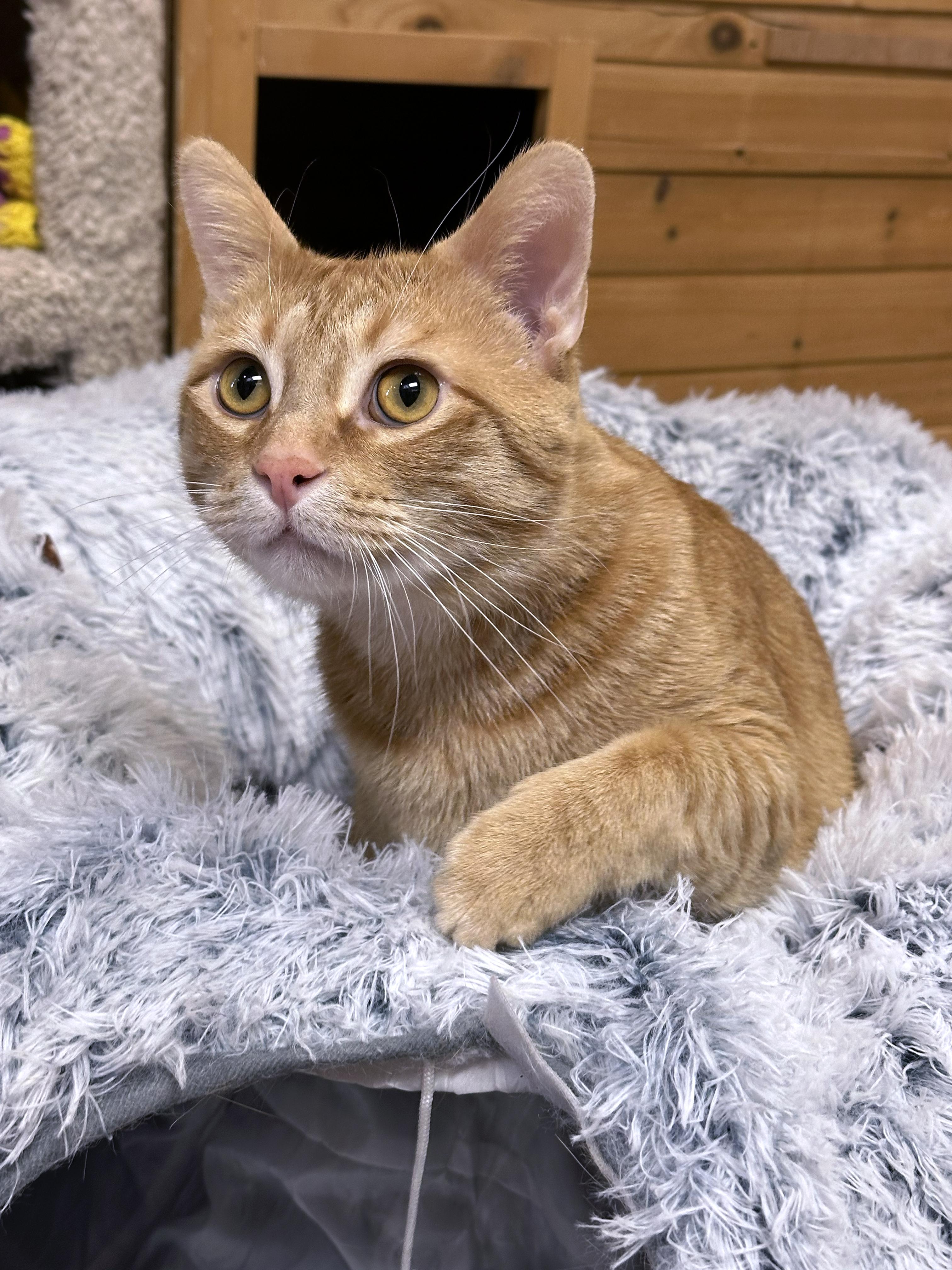 Frey, an adoptable Domestic Short Hair in Crystal Lake, IL image 6/6