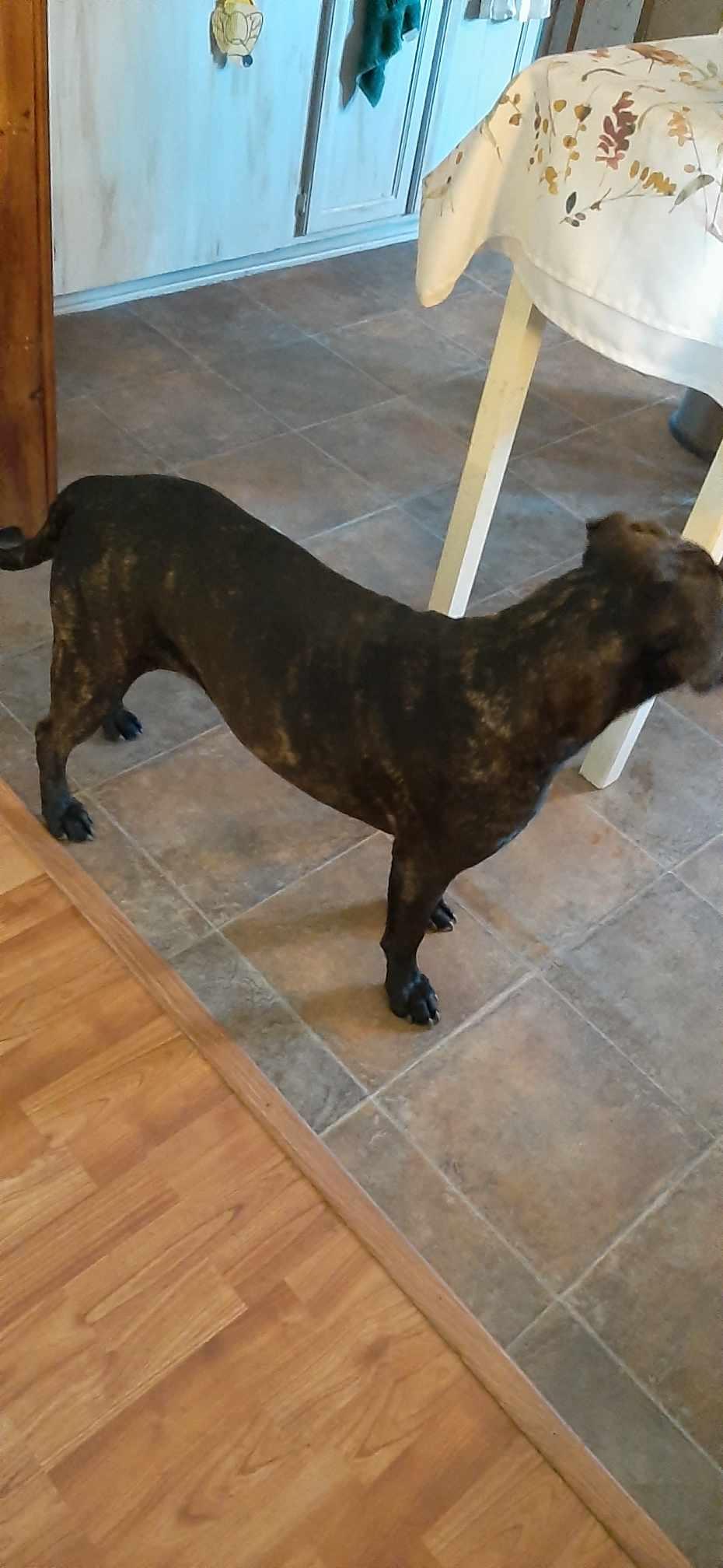 Strypers, Adoptable, Adult Female Mixed Breed.