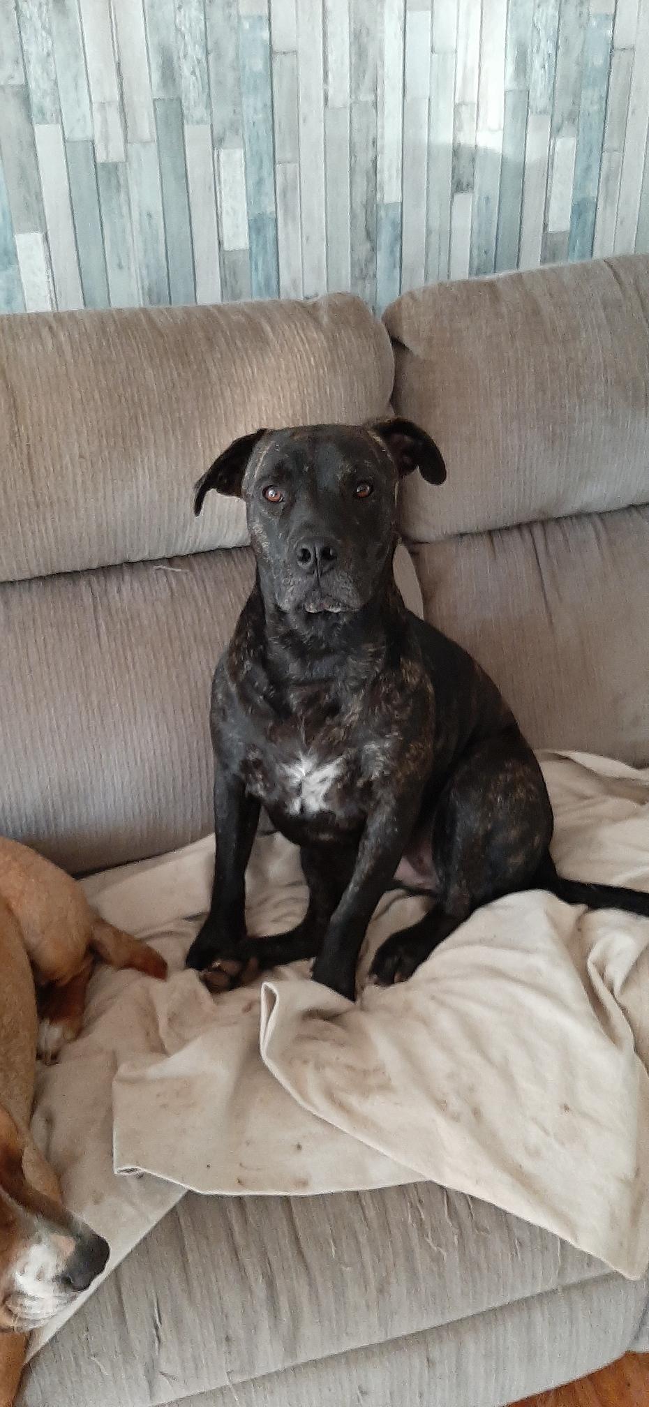 Enlarge Strypers, a Adoptable Mixed Breed in Sequatchie, TN image 2/2