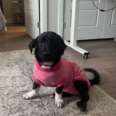 Enlarge Thumper, an adopted mixed breed in Austin, TX image 4/5