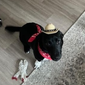 Enlarge Thumper, an adopted mixed breed in Austin, TX image 3/5