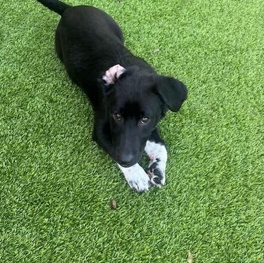 Thumper, adopted, Puppy Male Black Labrador Retriever & Cardigan Welsh Corgi.
