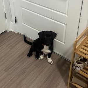 Enlarge Thumper, an adopted mixed breed in Austin, TX image 2/5