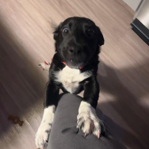 Enlarge Thumper, an adopted mixed breed in Austin, TX image 5/5