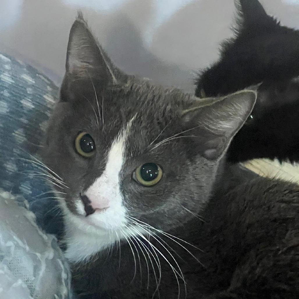 Enlarge Hazel (11), a Adoptable Domestic Short Hair in Sarasota, FL image 1/2
