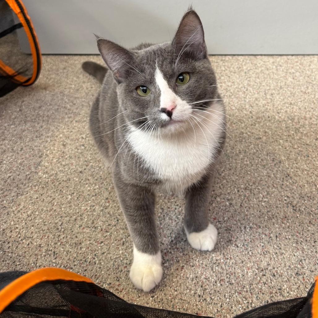 Enlarge Hazel (11), a Adoptable Domestic Short Hair in Sarasota, FL image 2/2